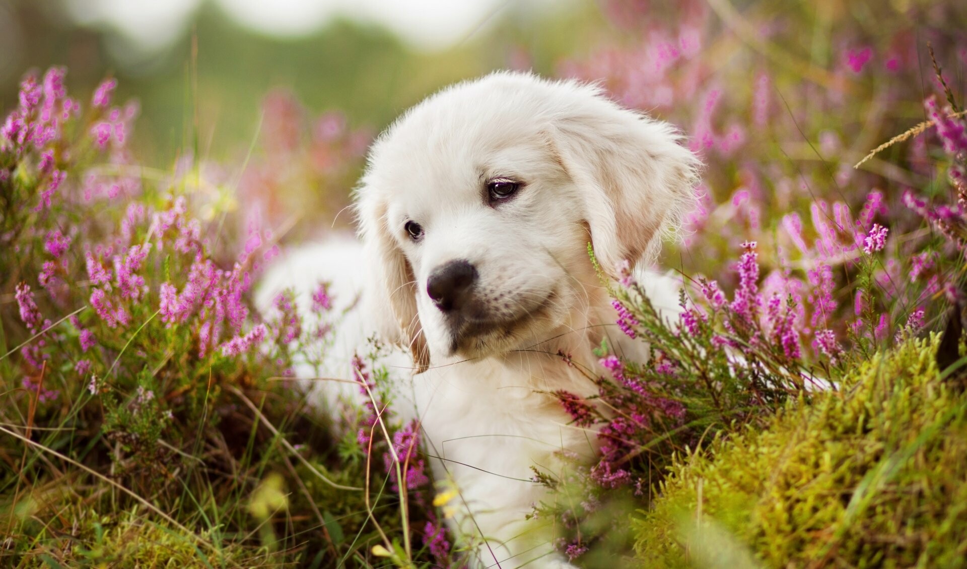 Golden Retriever puppy, Pink heather field, Cream coat Golden Retriever puppy, Pink heather field, Cream coat — 1920×1129 HD wallpaper