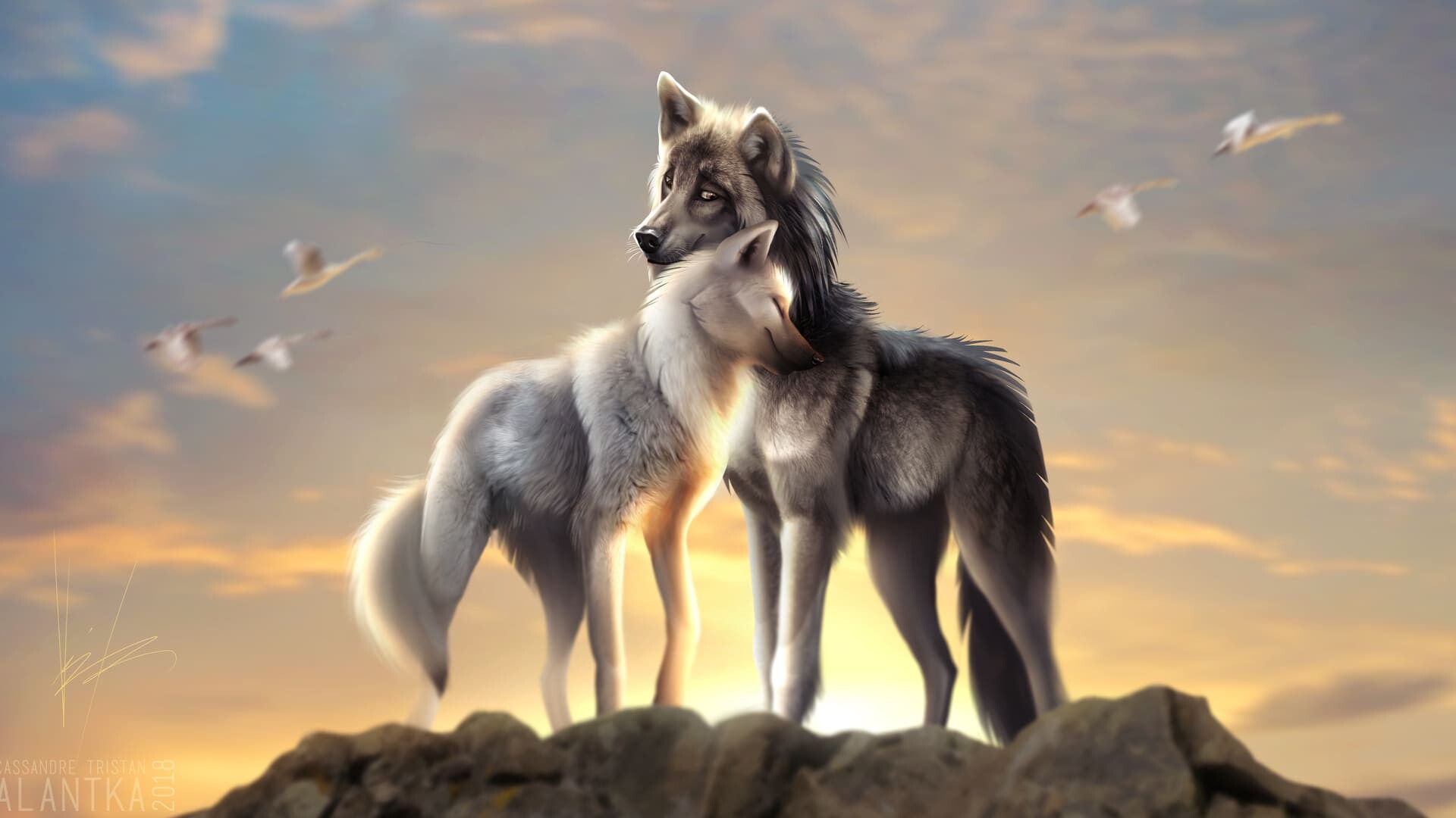 Two wolves nuzzling, Rocky cliff peak, White birds at sunset Two wolves nuzzling, Rocky cliff peak, White birds at sunset — 1920×1080 HD wallpaper