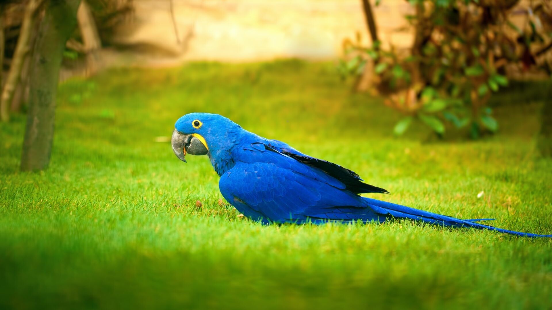 Hyacinth macaw, Green grass lawn, Yellow eye ring Hyacinth macaw, Green grass lawn, Yellow eye ring — 1920×1080 HD wallpaper