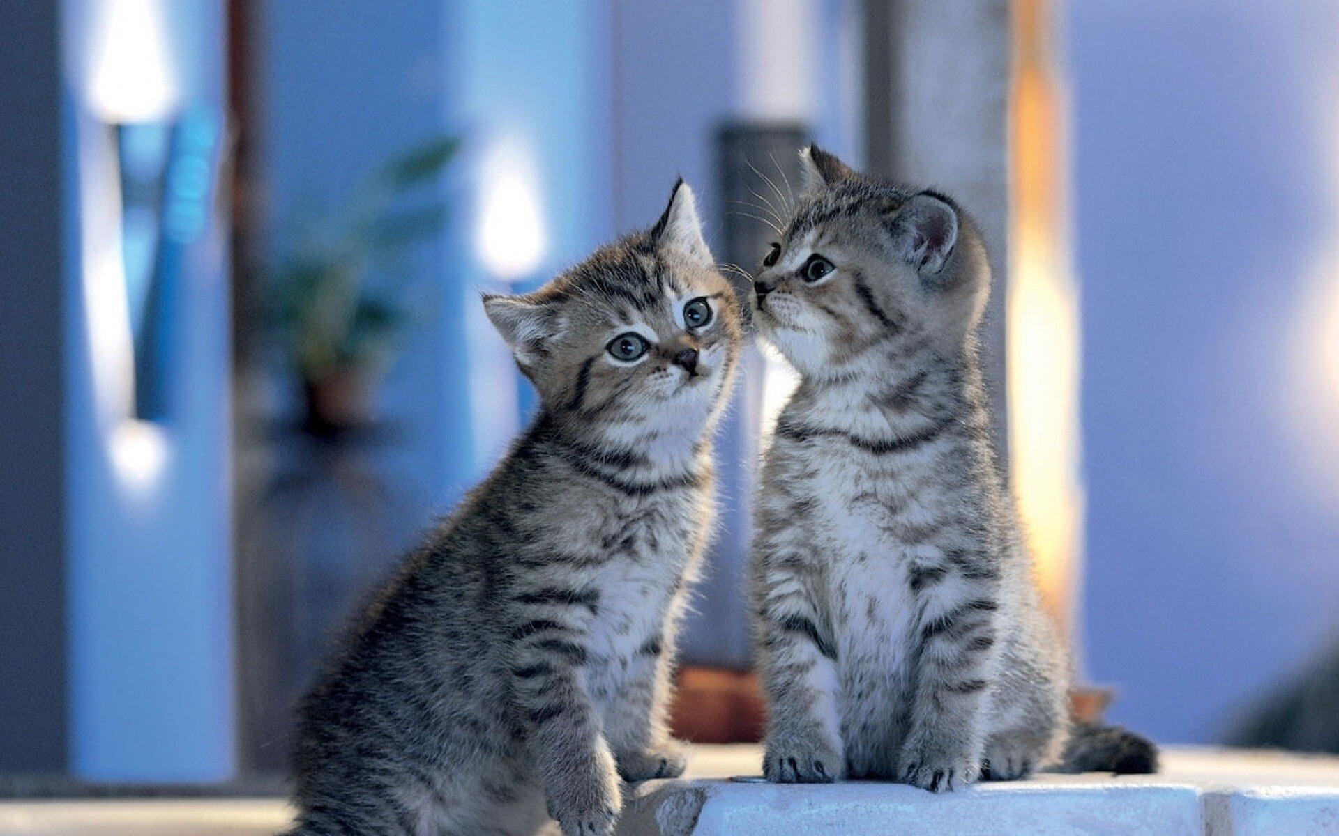 Two grey tabby kittens, Kittens nuzzling closely, Blurred blue interior Two grey tabby kittens, Kittens nuzzling closely, Blurred blue interior — 1920×1200 HD wallpaper