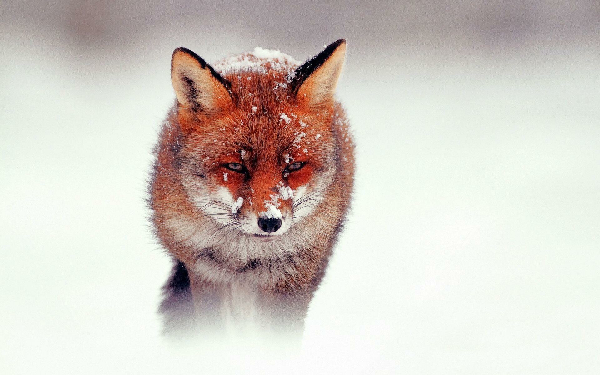 Red fox, Snow-dusted fur, Snowy field Red fox, Snow-dusted fur, Snowy field — 1920×1200 HD wallpaper