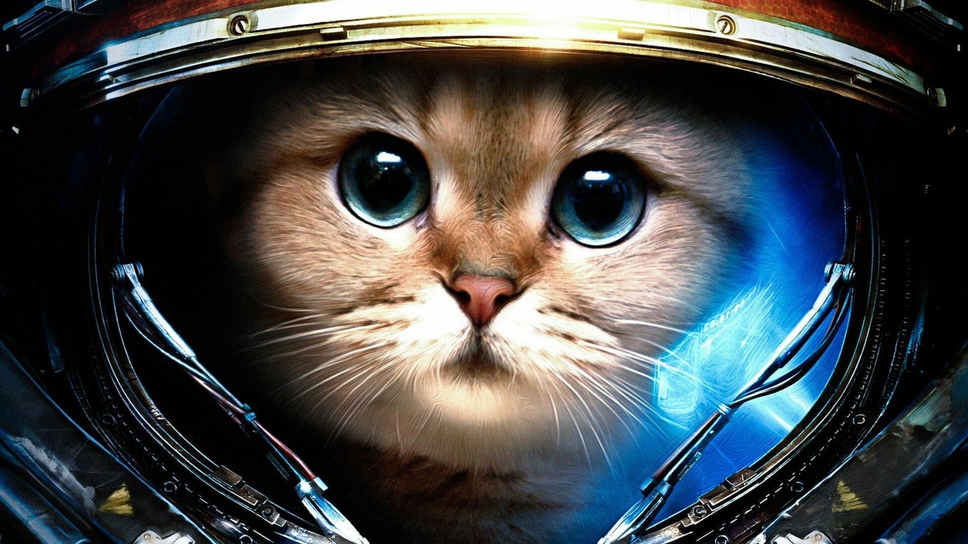 Ginger cat in astronaut helmet, Sci-fi space-marine parody, Glowing blue visor Ginger cat in astronaut helmet, Sci-fi space-marine parody, Glowing blue visor — 1920×1080 HD wallpaper