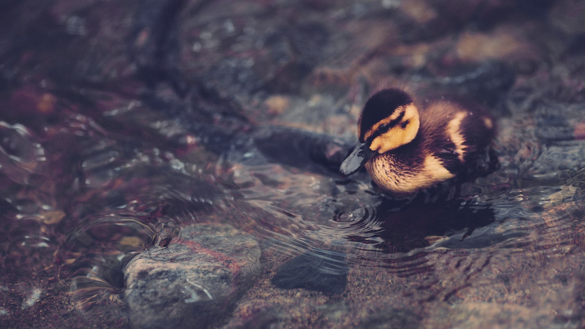 Mallard duckling, Shallow rocky stream, Water ripples Mallard duckling, Shallow rocky stream, Water ripples — 1920×1080 HD wallpaper