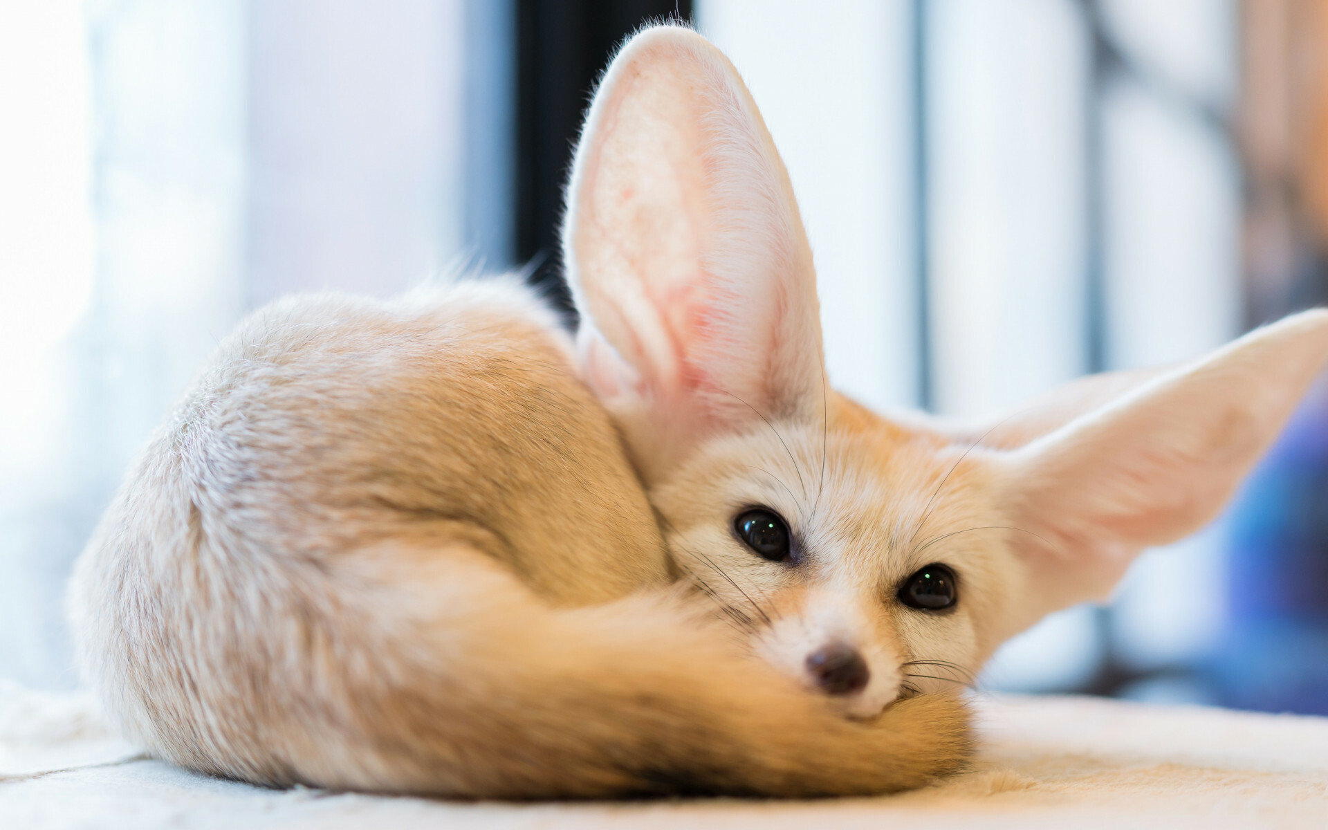 Fennec fox, Large pointed ears, Curled resting pose — 1920×1200 HD wallpaper