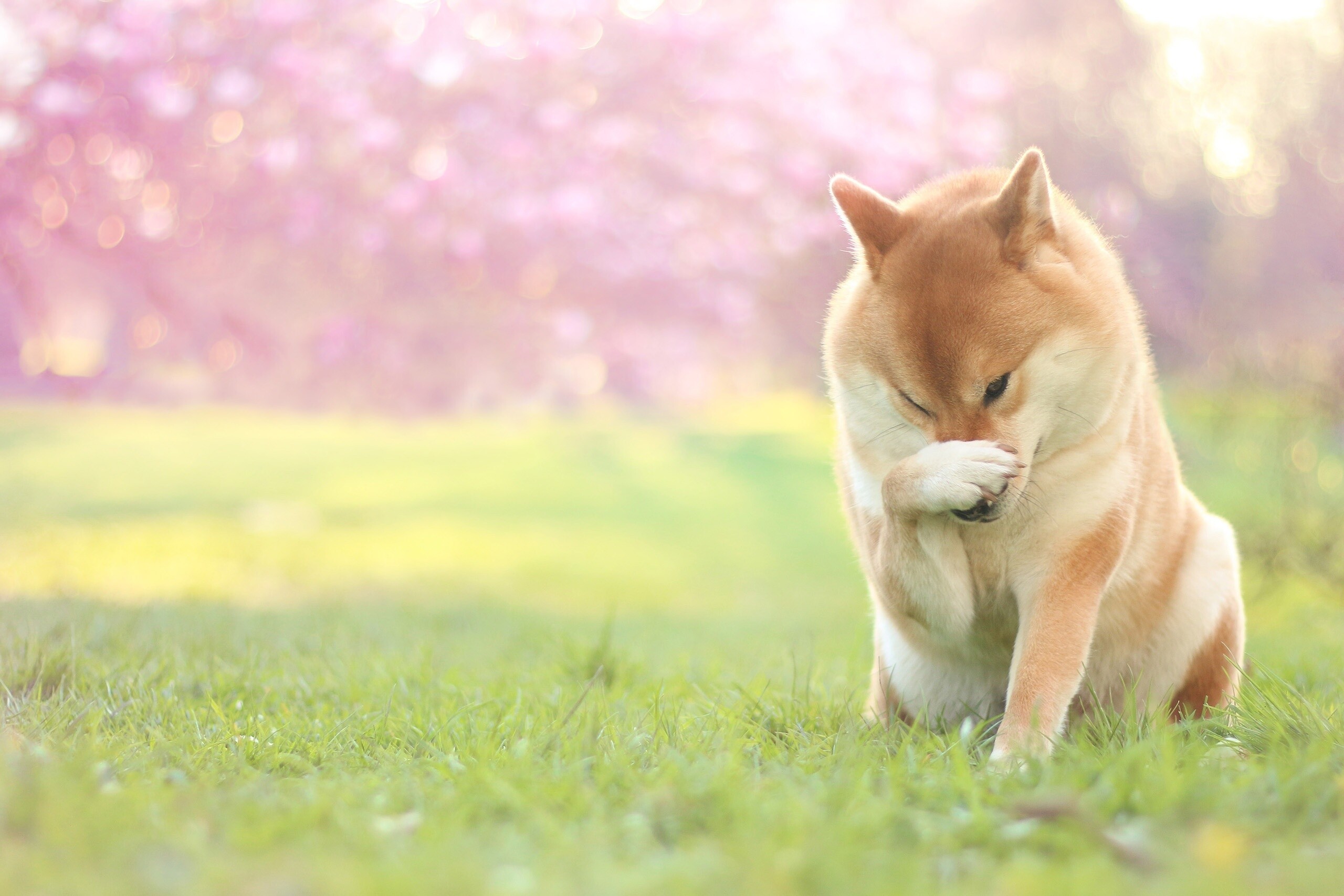 Shiba Inu covering face, Cherry blossom bokeh, Sunlit grass field Shiba Inu covering face, Cherry blossom bokeh, Sunlit grass field — 2560×1707 HD wallpaper