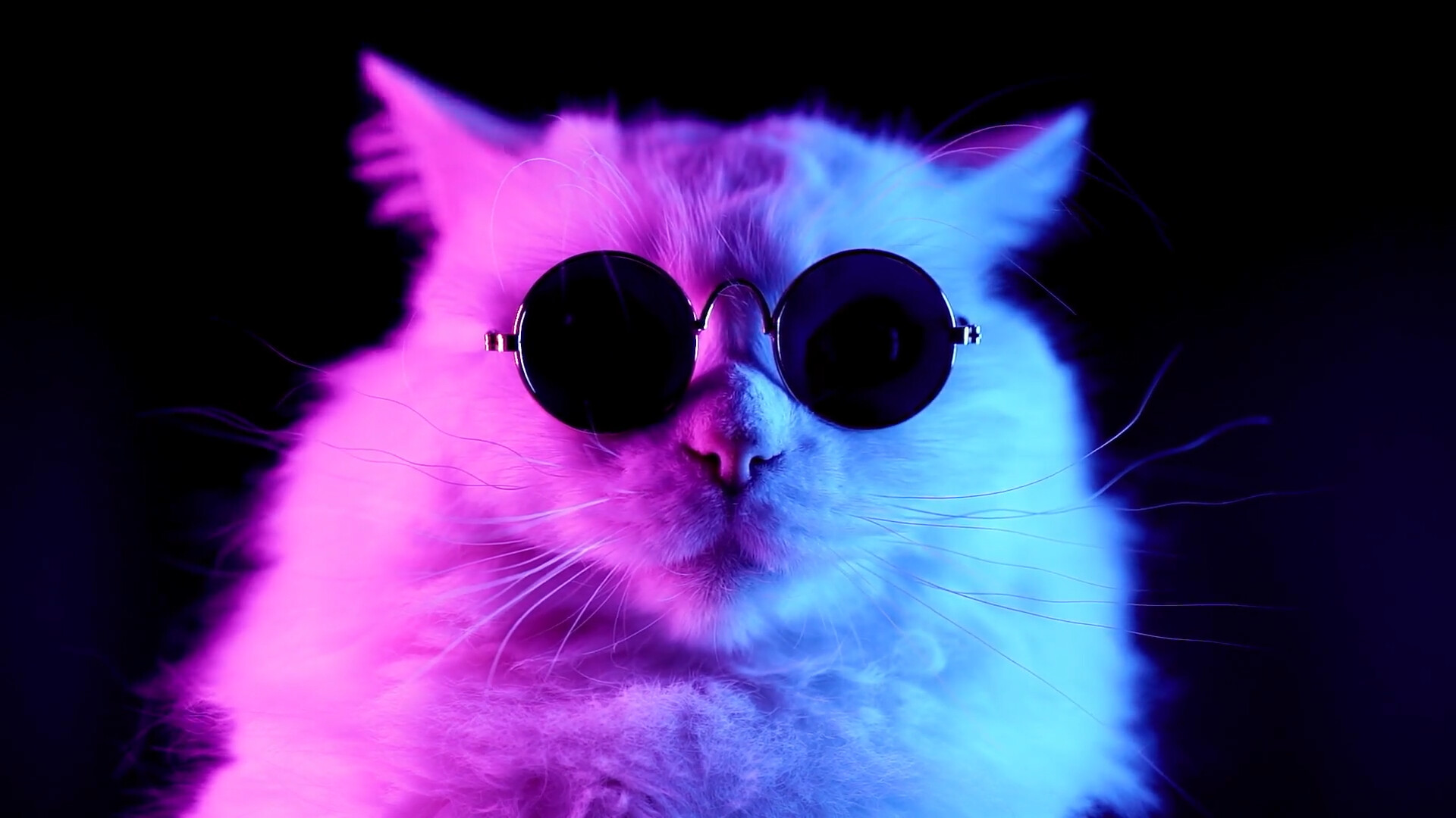 White cat sunglasses, Round black glasses, Neon pink blue White cat sunglasses, Round black glasses, Neon pink blue — 1920×1080 HD wallpaper