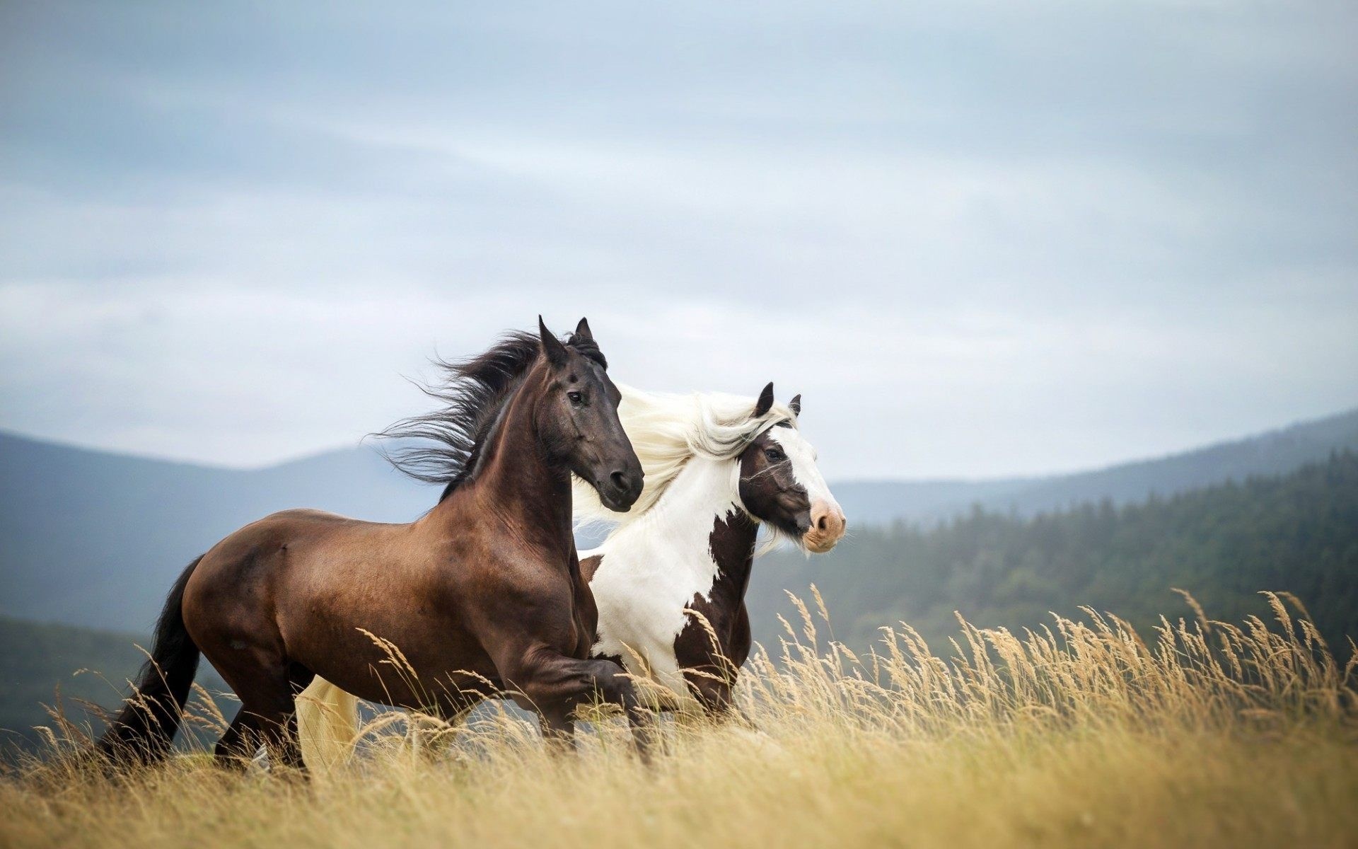 Bay horse running, Pinto paint horse, Tall grass meadow, Mountain backdrop Bay horse running, Pinto paint horse, Tall grass meadow, Mountain backdrop — 1920×1200 HD wallpaper
