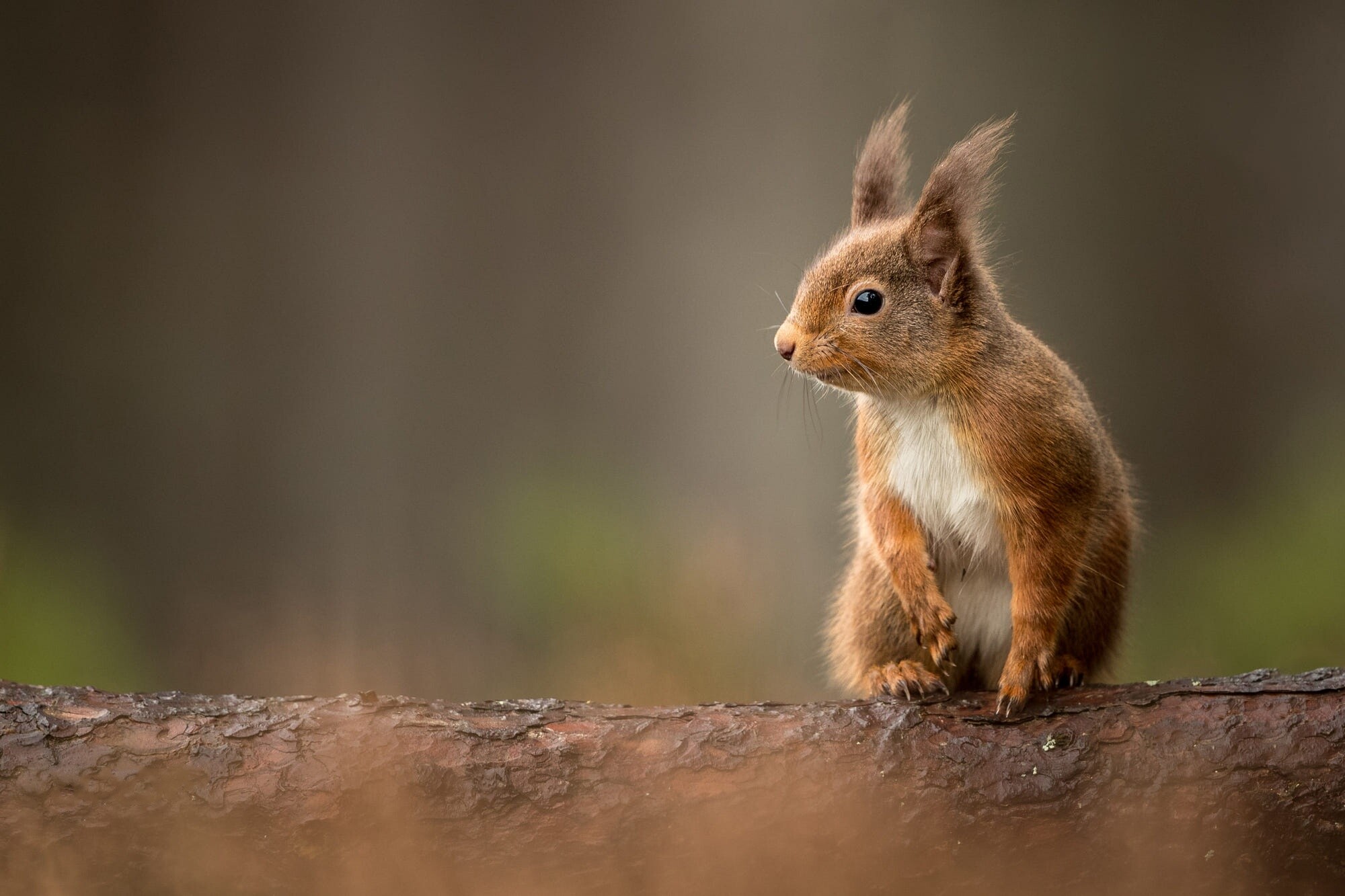 Eurasian red squirrel, Mossy pine log, Blurred forest backdrop Eurasian red squirrel, Mossy pine log, Blurred forest backdrop — 2000×1333 HD wallpaper