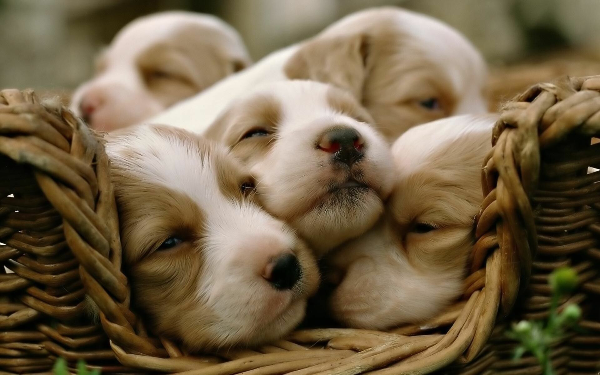 Cream Spaniel puppies, Woven wicker basket, Sleeping puppy litter Cream Spaniel puppies, Woven wicker basket, Sleeping puppy litter — 1920×1200 HD wallpaper