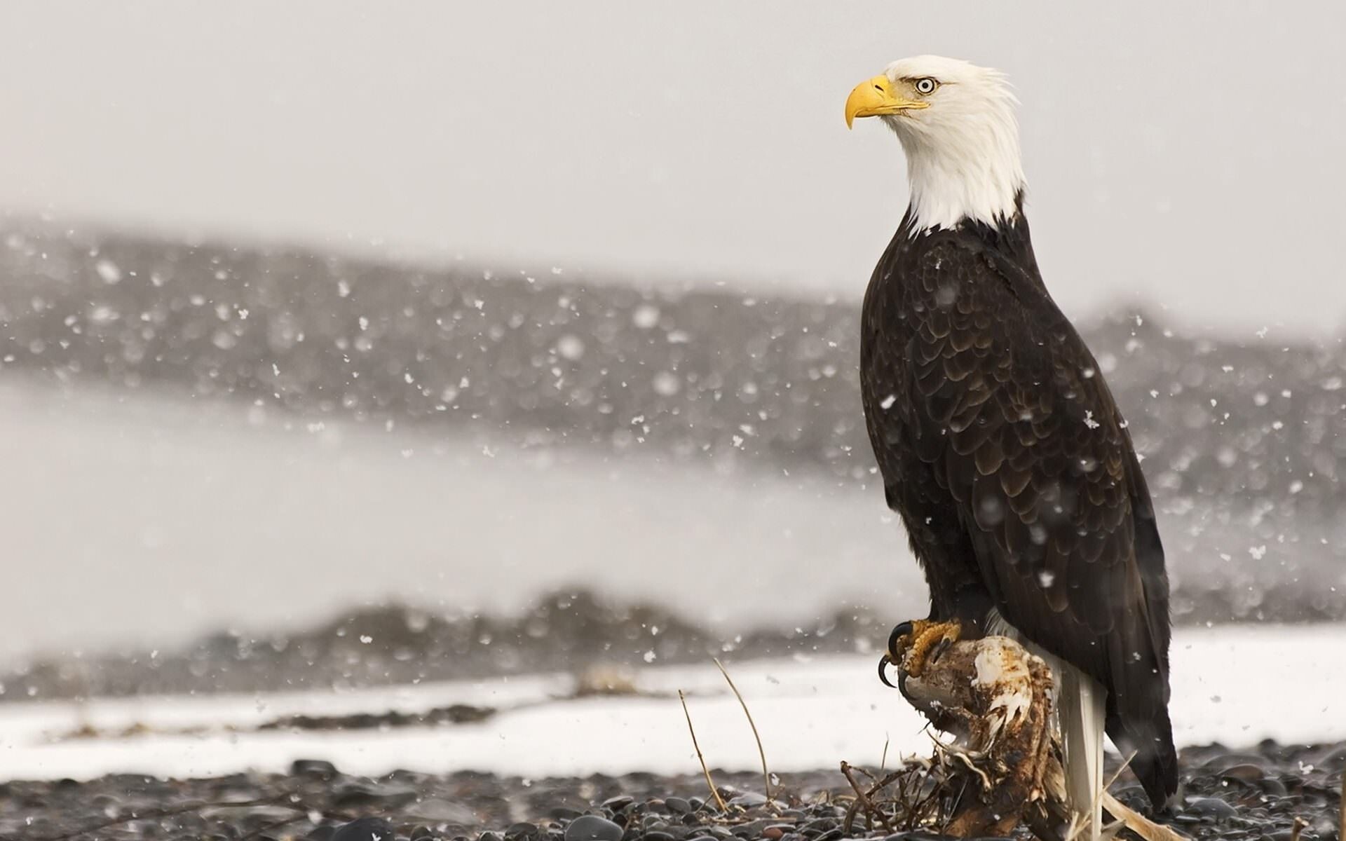 Bald eagle perched, Falling snow, Rocky shoreline Bald eagle perched, Falling snow, Rocky shoreline — 1920×1200 HD wallpaper