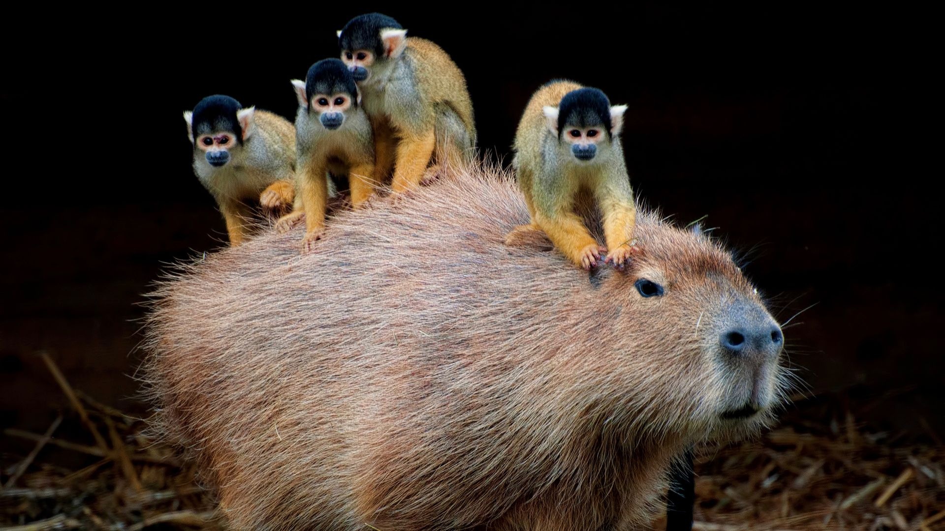 Monkeys, Capybaras Wallpaper, Full HD Desktop Monkeys, Capybaras Wallpaper, Full HD Desktop — 1920×1080 HD wallpaper