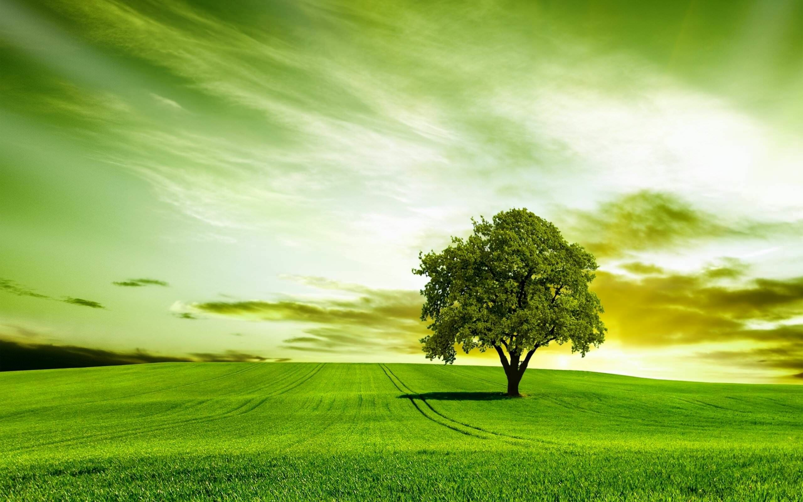 Lone oak tree, Green grass field, Cloudy green sky Lone oak tree, Green grass field, Cloudy green sky — 2560×1600 HD wallpaper