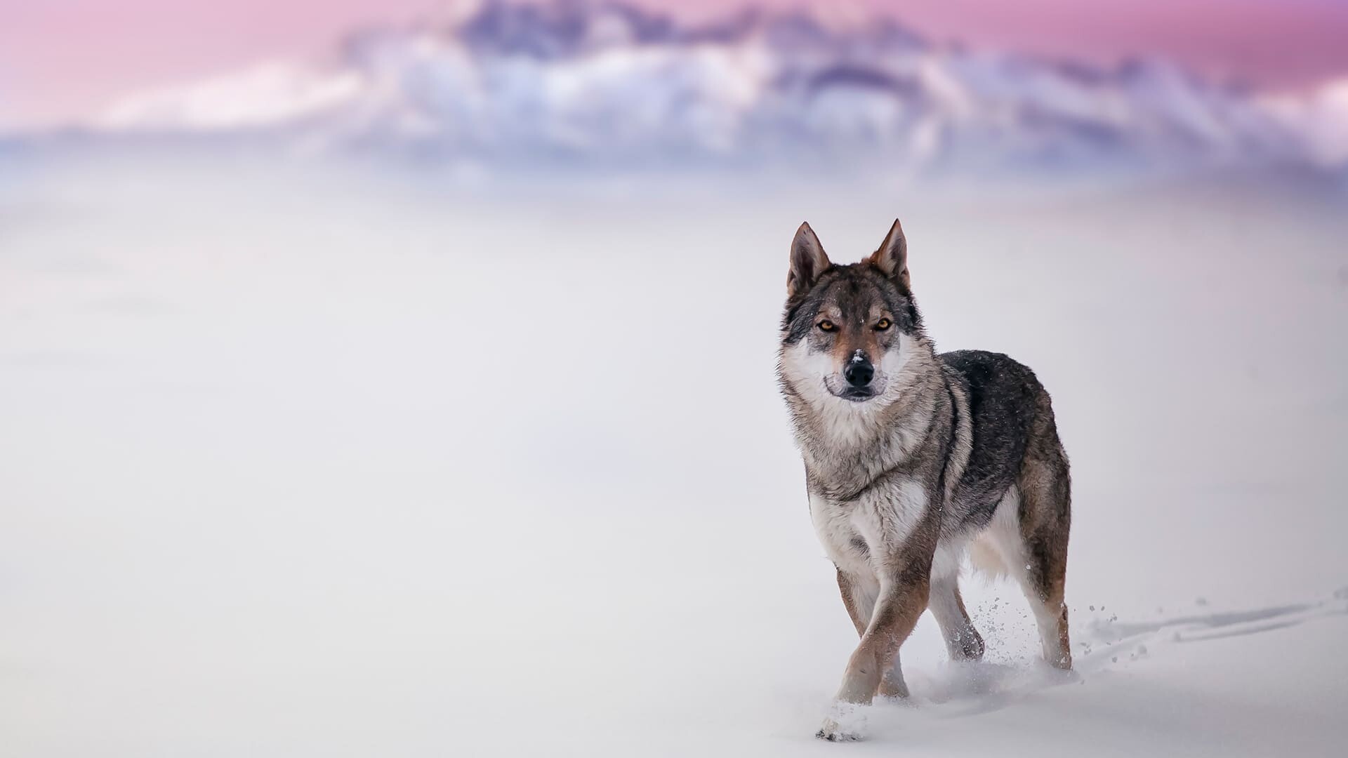 Gray wolf walking, Snowy mountain range, Pink dawn sky Gray wolf walking, Snowy mountain range, Pink dawn sky — 1920×1080 HD wallpaper