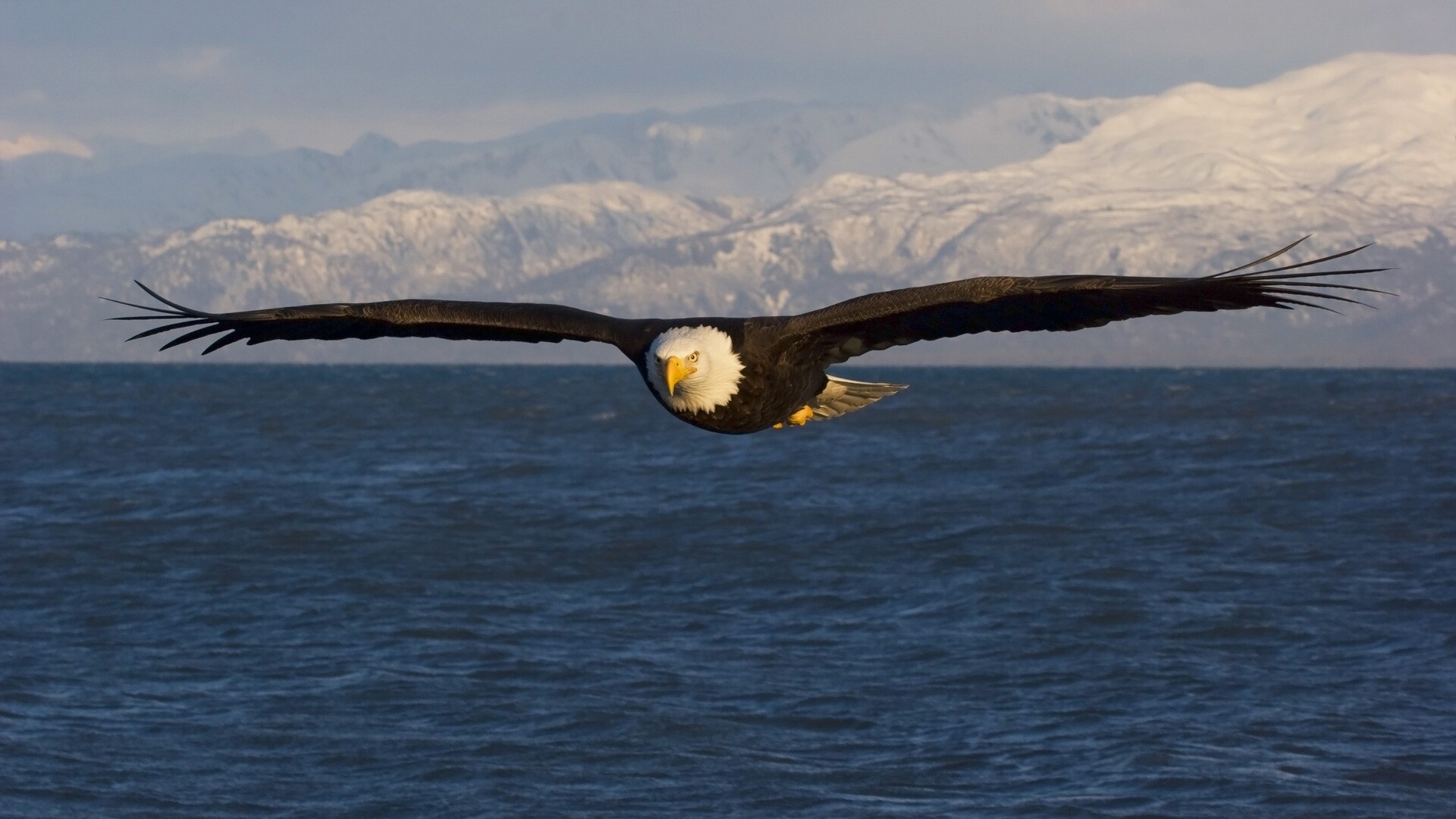 Bald eagle in flight, Snow-capped mountains, Open ocean water Bald eagle in flight, Snow-capped mountains, Open ocean water — 1920×1080 HD wallpaper