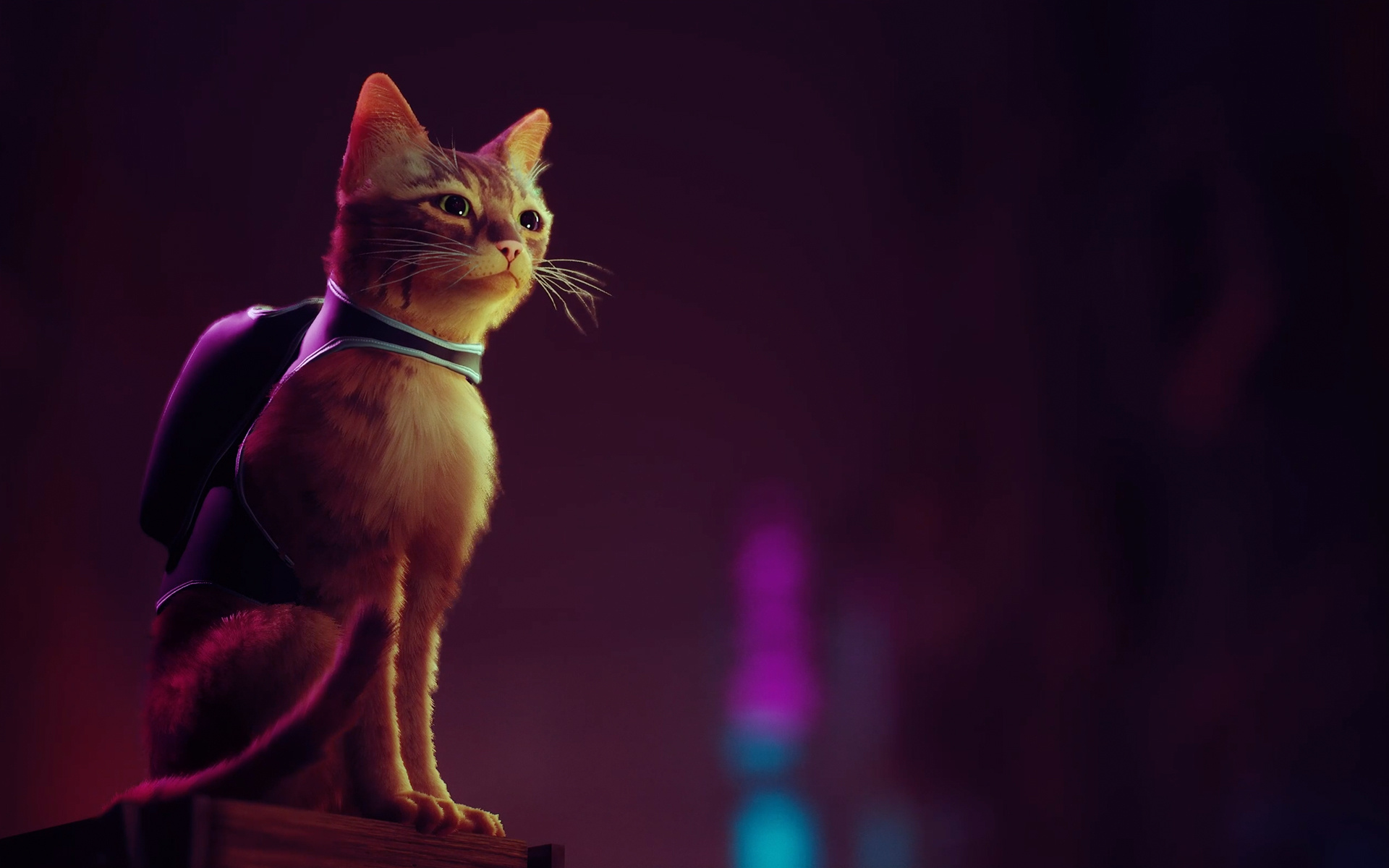 Stray orange cat, Tiny backpack harness, Neon cyberpunk cityscape Stray orange cat, Tiny backpack harness, Neon cyberpunk cityscape — 1920×1200 HD wallpaper