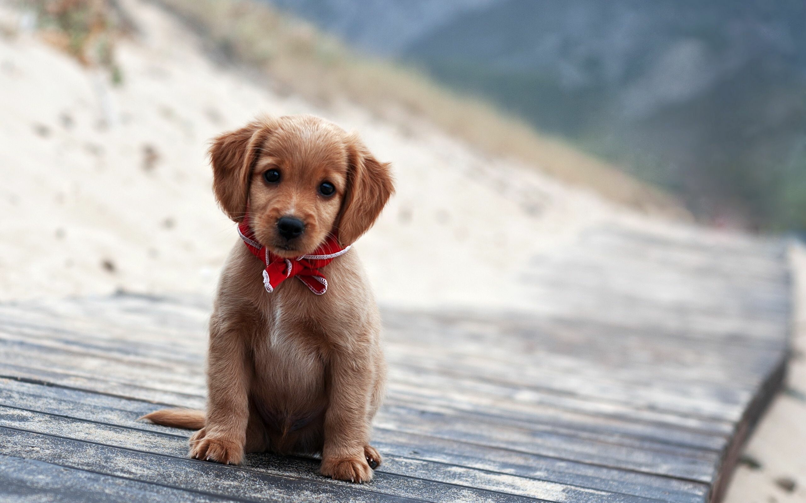 Golden Retriever puppy, Red plaid bow, Wooden boardwalk beach Golden Retriever puppy, Red plaid bow, Wooden boardwalk beach — 2560×1600 HD wallpaper