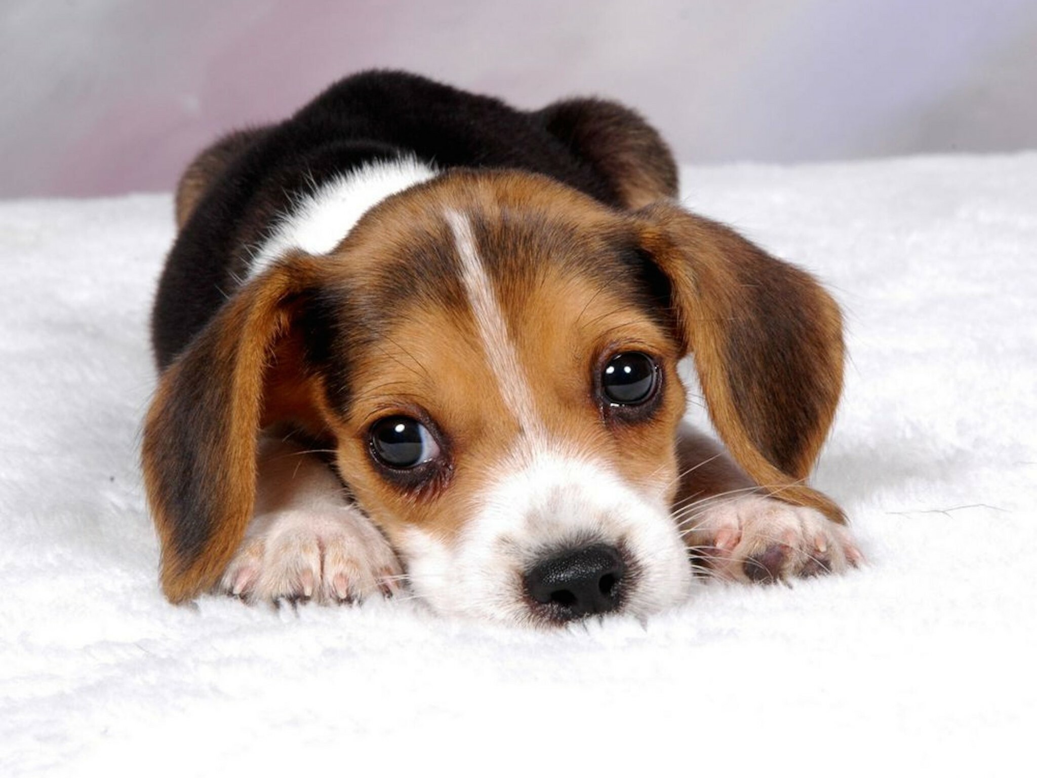 Beagle, Puppies Wallpaper, HD Desktop Beagle, Puppies Wallpaper, HD Desktop — 2048×1536 HD wallpaper