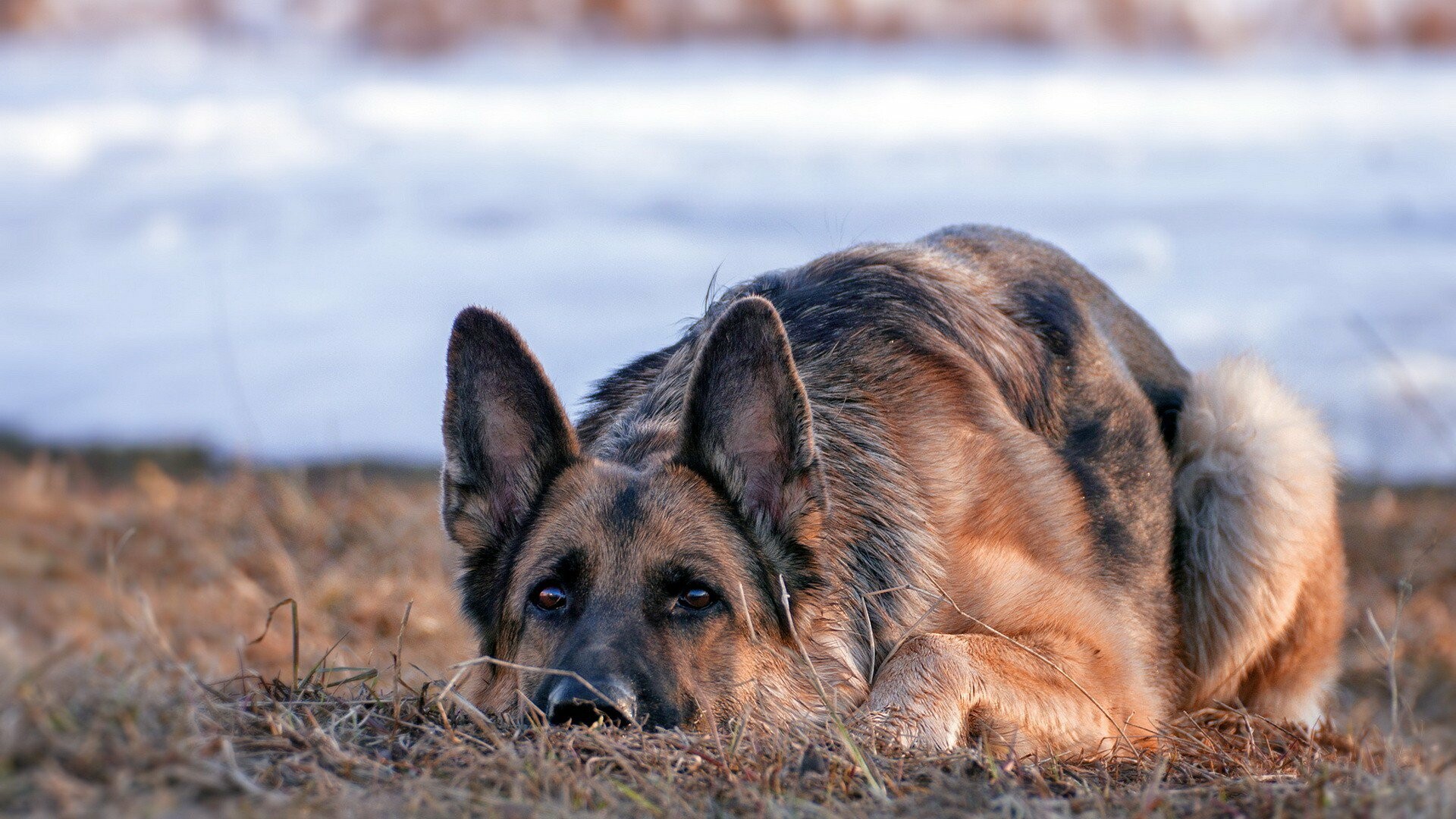 German Shepherd crouching, Dry winter grass, Snowy field backdrop German Shepherd crouching, Dry winter grass, Snowy field backdrop — 1920×1080 HD wallpaper