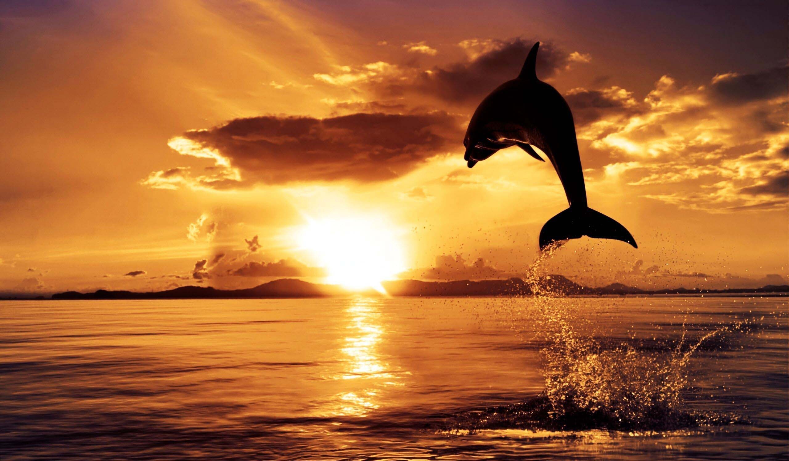 Leaping dolphin silhouette, Golden ocean sunset, Sun rays over water Leaping dolphin silhouette, Golden ocean sunset, Sun rays over water — 2560×1498 HD wallpaper
