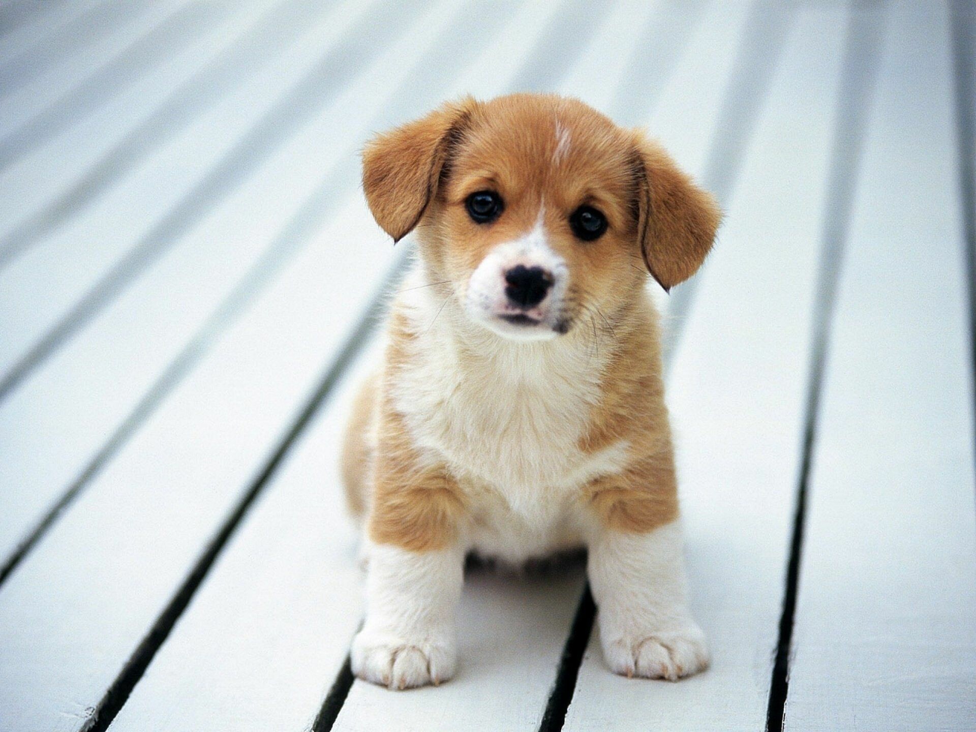 Pembroke Welsh Corgi puppy, White wooden deck, Sitting facing camera Pembroke Welsh Corgi puppy, White wooden deck, Sitting facing camera — 1920×1440 HD wallpaper