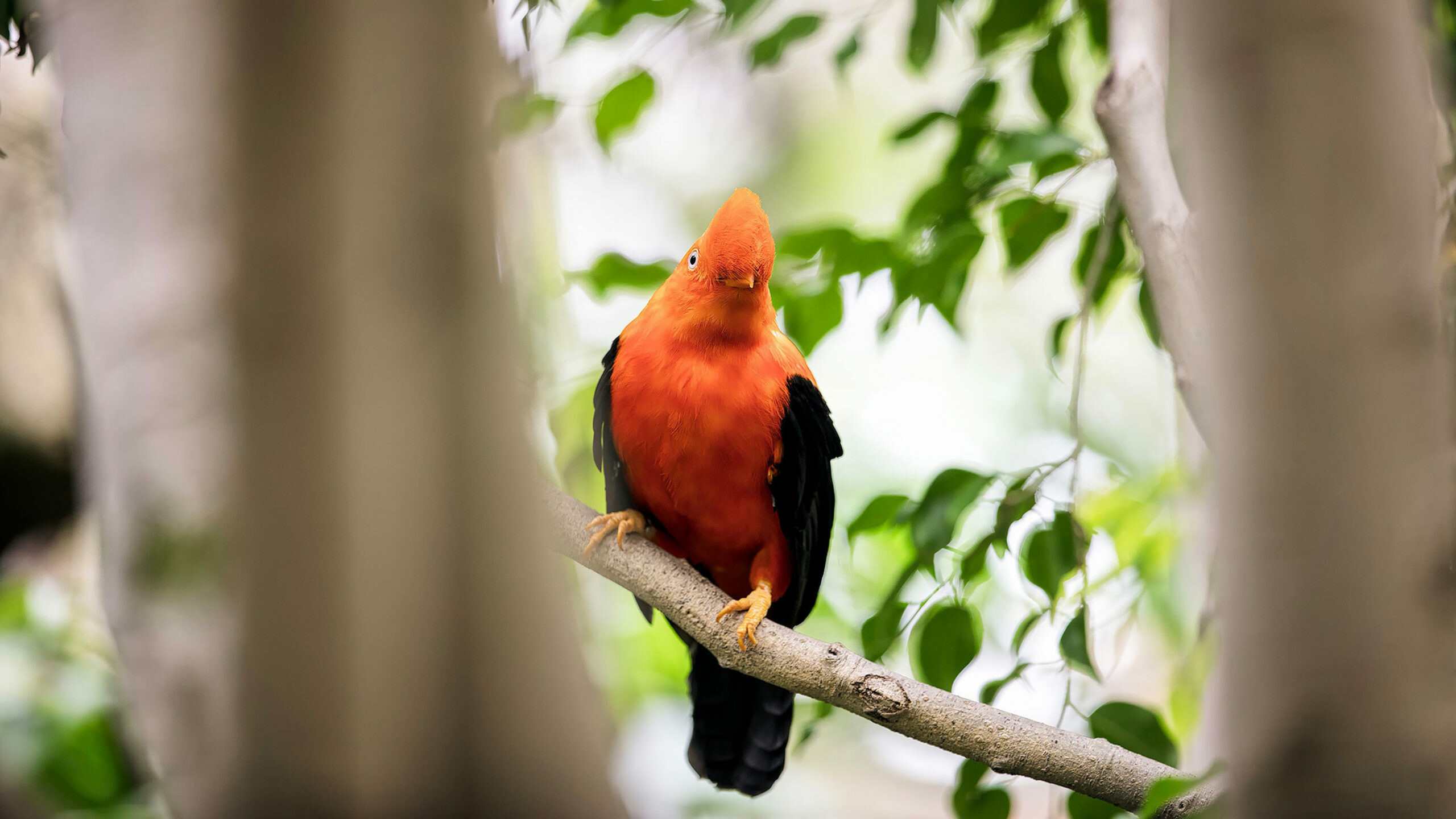 Andean cock-of-the-rock, Perched on branch, Blurred green foliage Andean cock-of-the-rock, Perched on branch, Blurred green foliage — 2560×1440 HD wallpaper