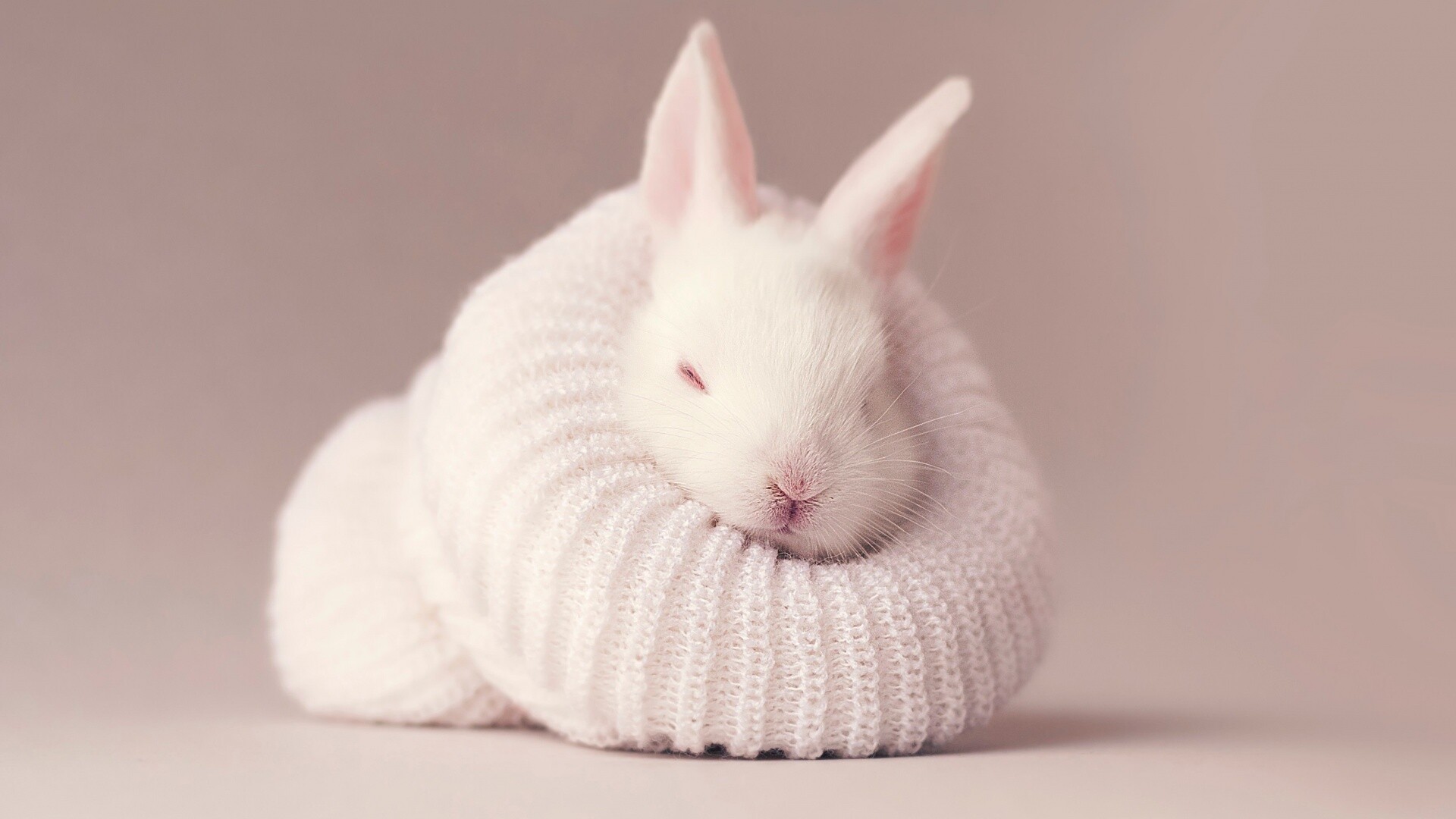 White baby rabbit, Knitted wool sweater, Pink backdrop White baby rabbit, Knitted wool sweater, Pink backdrop — 1920×1080 HD wallpaper
