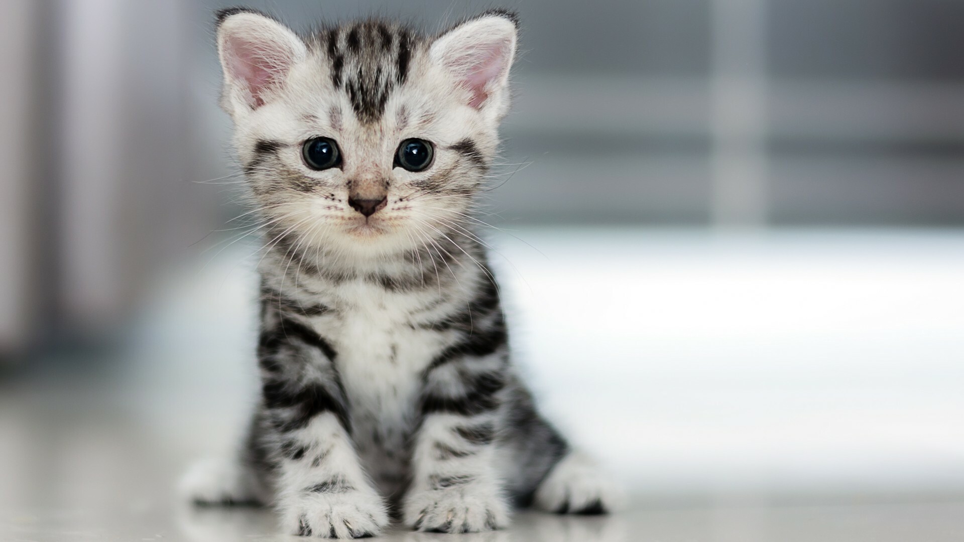 American Shorthair kitten, Silver tabby markings, Blurred floor American Shorthair kitten, Silver tabby markings, Blurred floor — 1920×1080 HD wallpaper