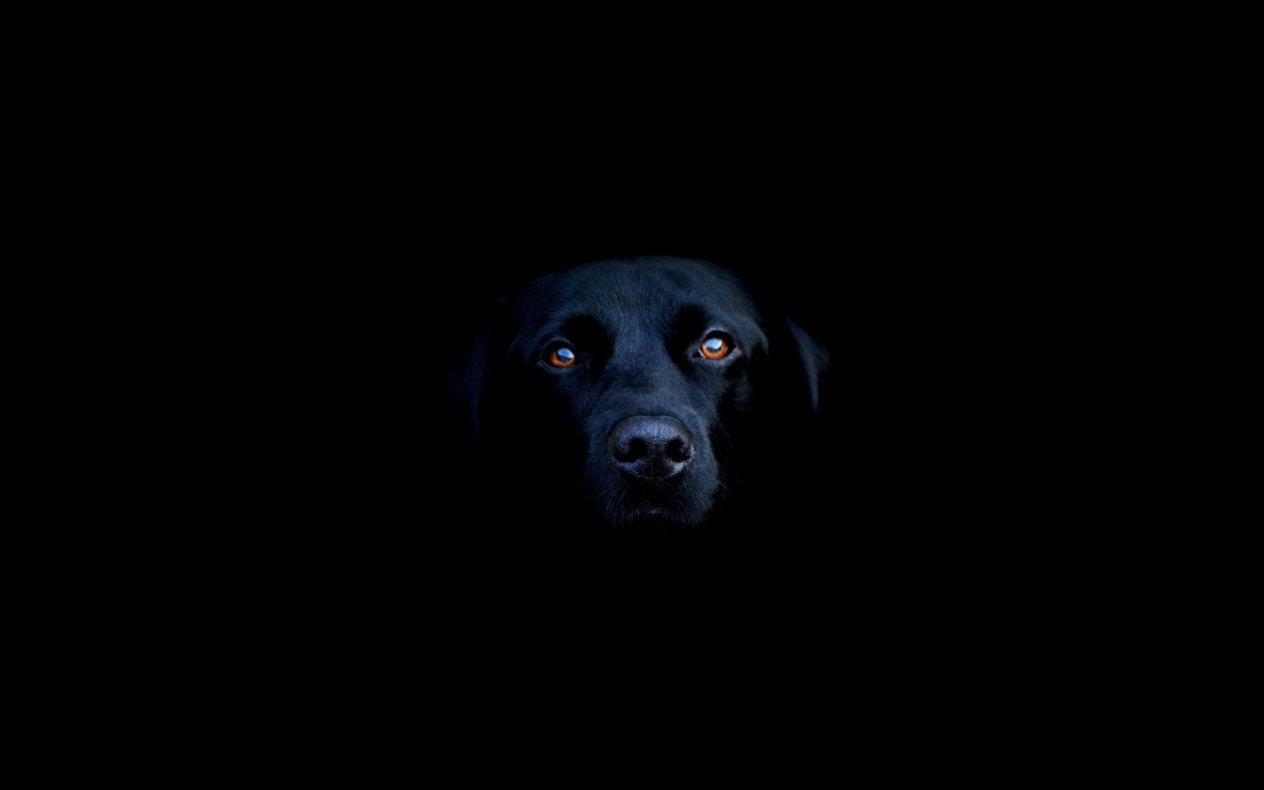 Black Labrador face, Emerging from darkness, Minimalist black backdrop Black Labrador face, Emerging from darkness, Minimalist black backdrop — 2560×1600 HD wallpaper