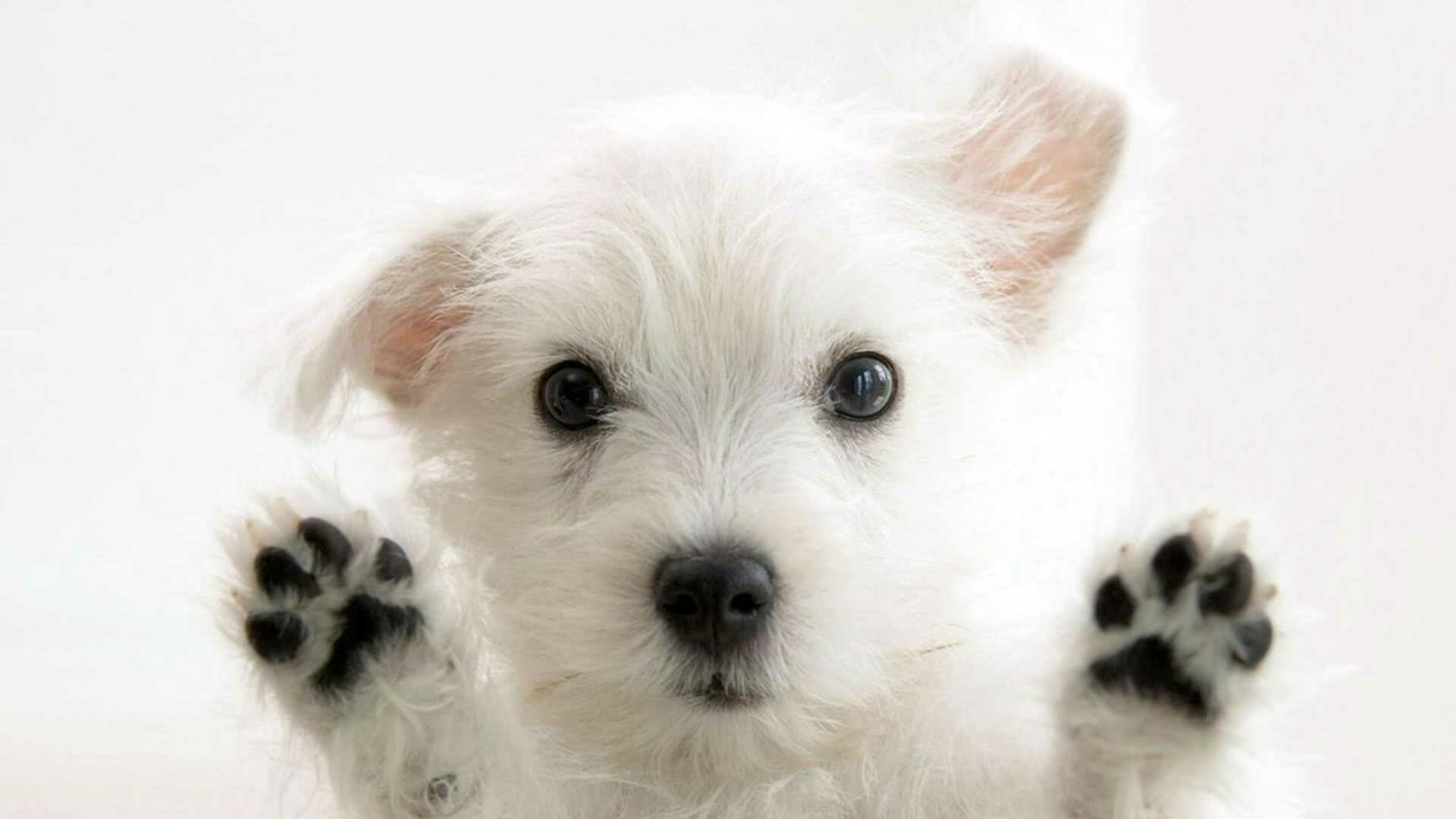 West Highland Terrier puppy, Raised black paw pads, White studio backdrop West Highland Terrier puppy, Raised black paw pads, White studio backdrop — 1920×1080 HD wallpaper