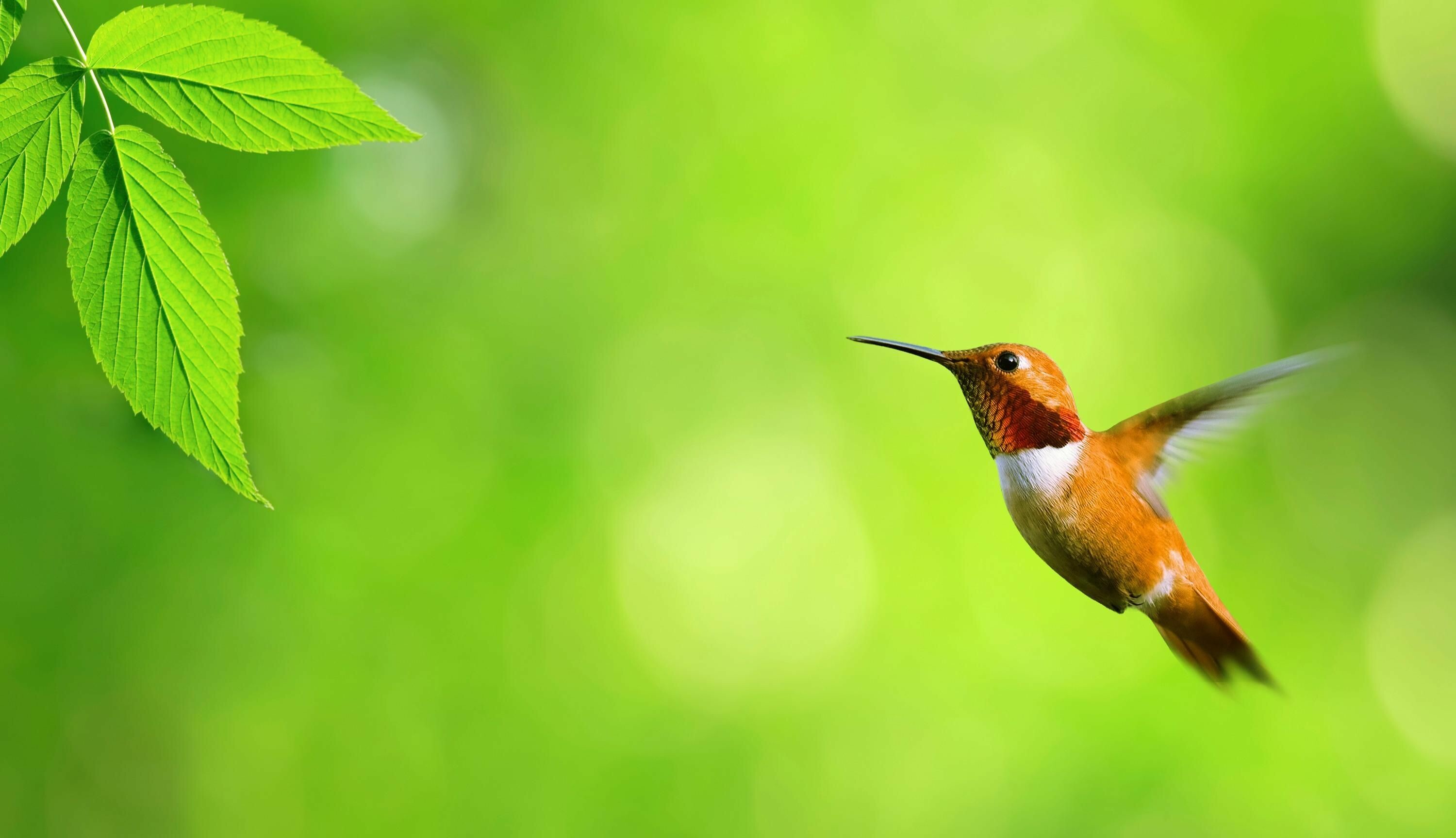 Hummingbird, Birds Wallpaper, HD Desktop Hummingbird, Birds Wallpaper, HD Desktop — 3000×1728 HD wallpaper
