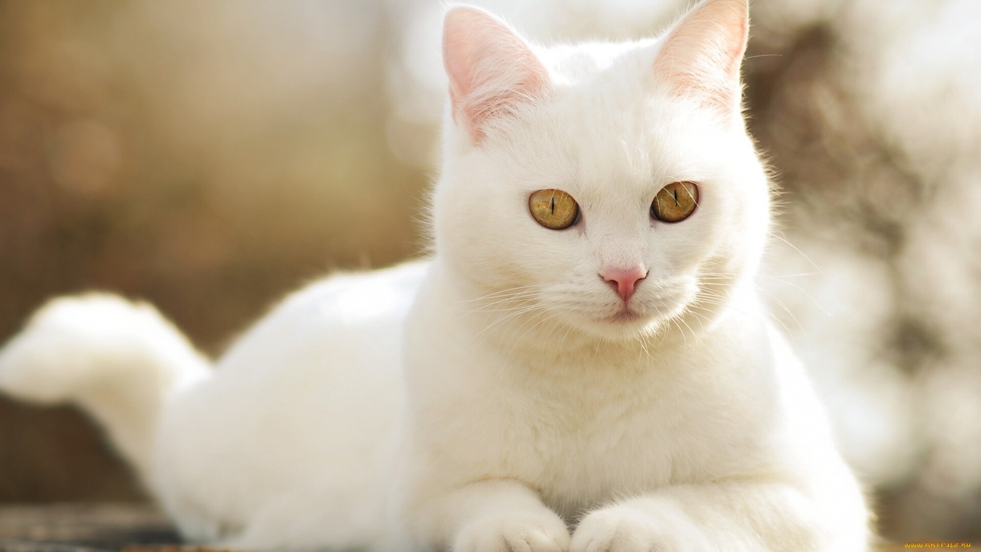 White cat amber eyes, Lying down, Bokeh backdrop White cat amber eyes, Lying down, Bokeh backdrop — 1920×1080 HD wallpaper