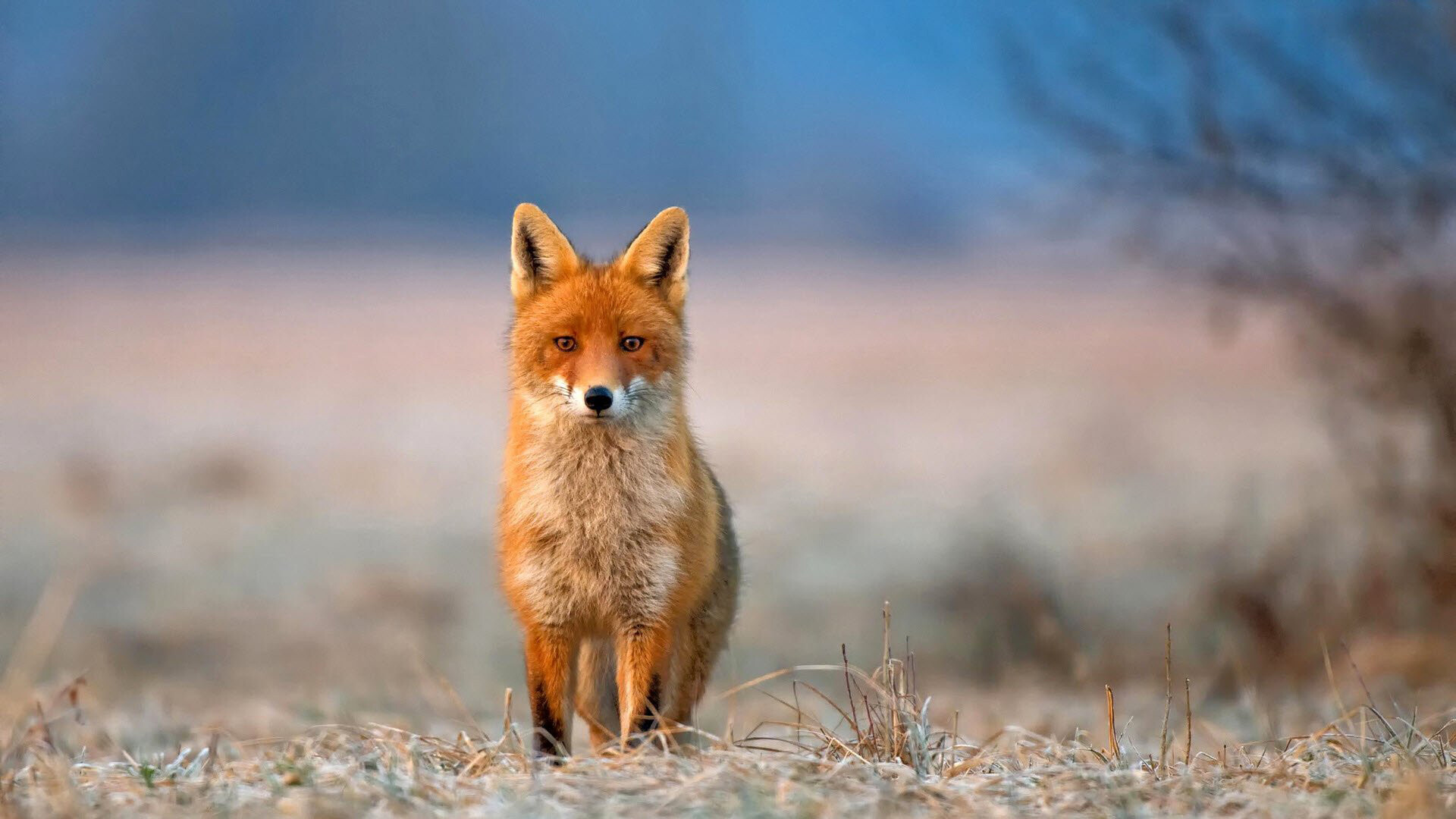 Red fox standing, Frosted grass field, Blurred blue backdrop Red fox standing, Frosted grass field, Blurred blue backdrop — 1920×1080 HD wallpaper