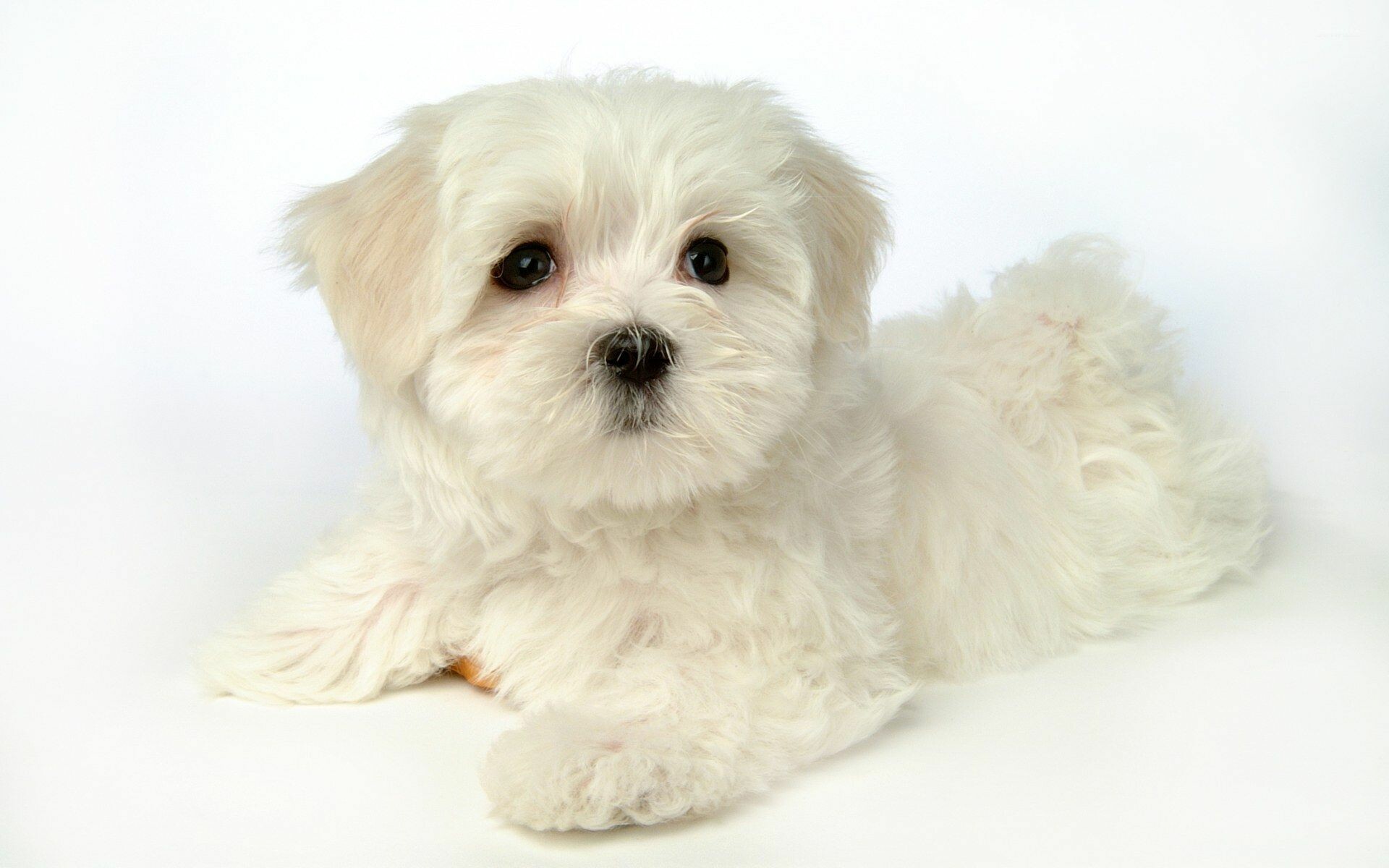 Maltese puppy, Fluffy white fur, White studio backdrop Maltese puppy, Fluffy white fur, White studio backdrop — 1920×1200 HD wallpaper