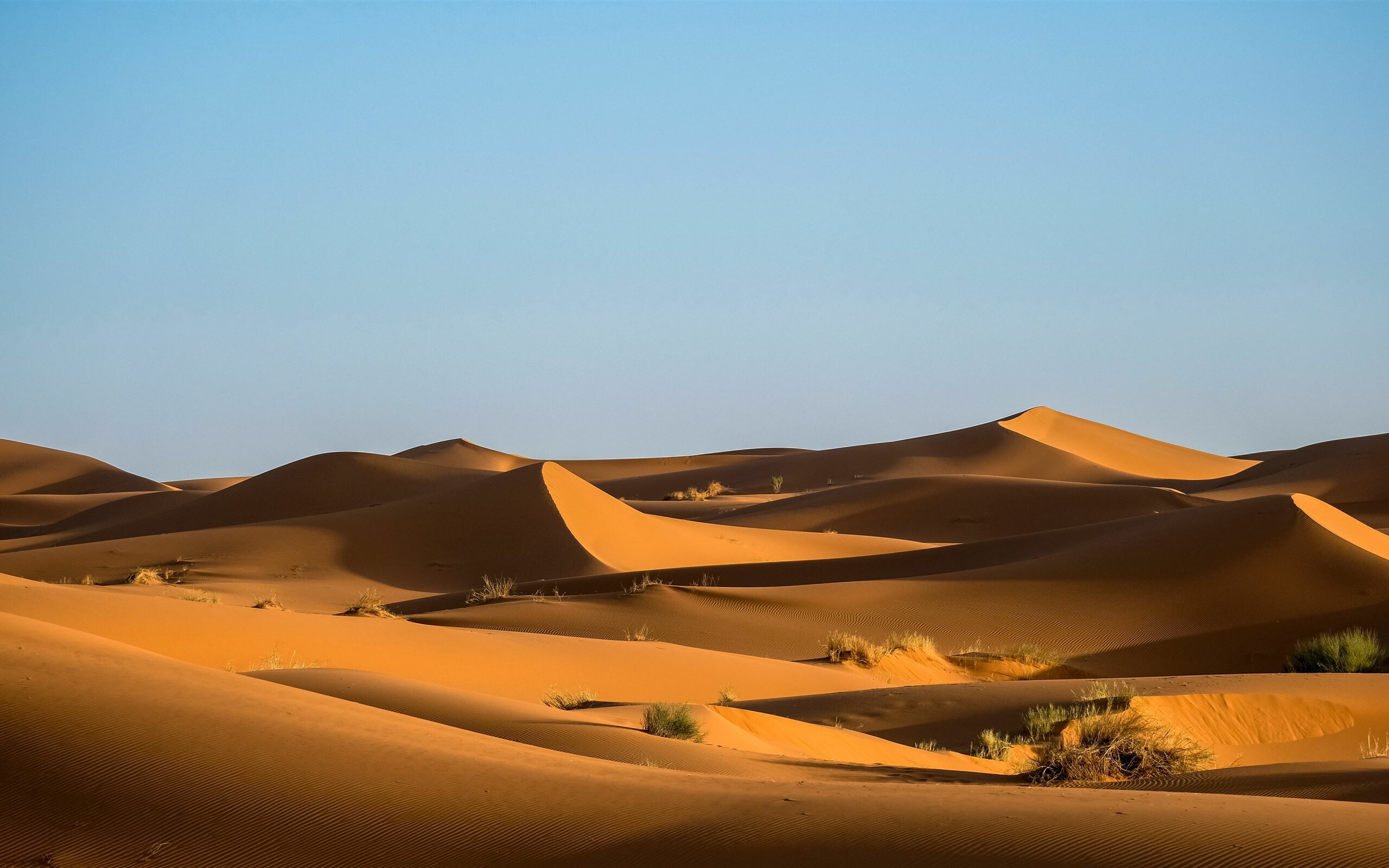 Sahara sand dunes, Sparse desert shrubs, Clear blue sky Sahara sand dunes, Sparse desert shrubs, Clear blue sky — 2560×1600 HD wallpaper