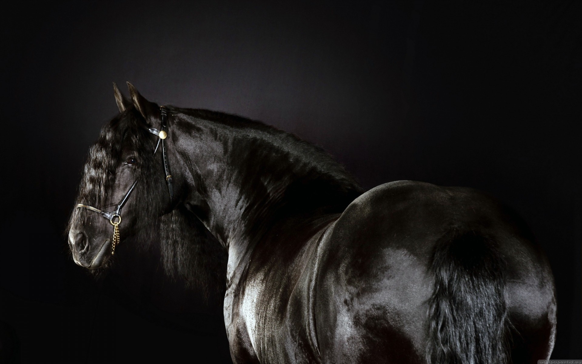 Black Friesian horse, Dark studio backdrop, Rear profile view Black Friesian horse, Dark studio backdrop, Rear profile view — 1920×1200 HD wallpaper