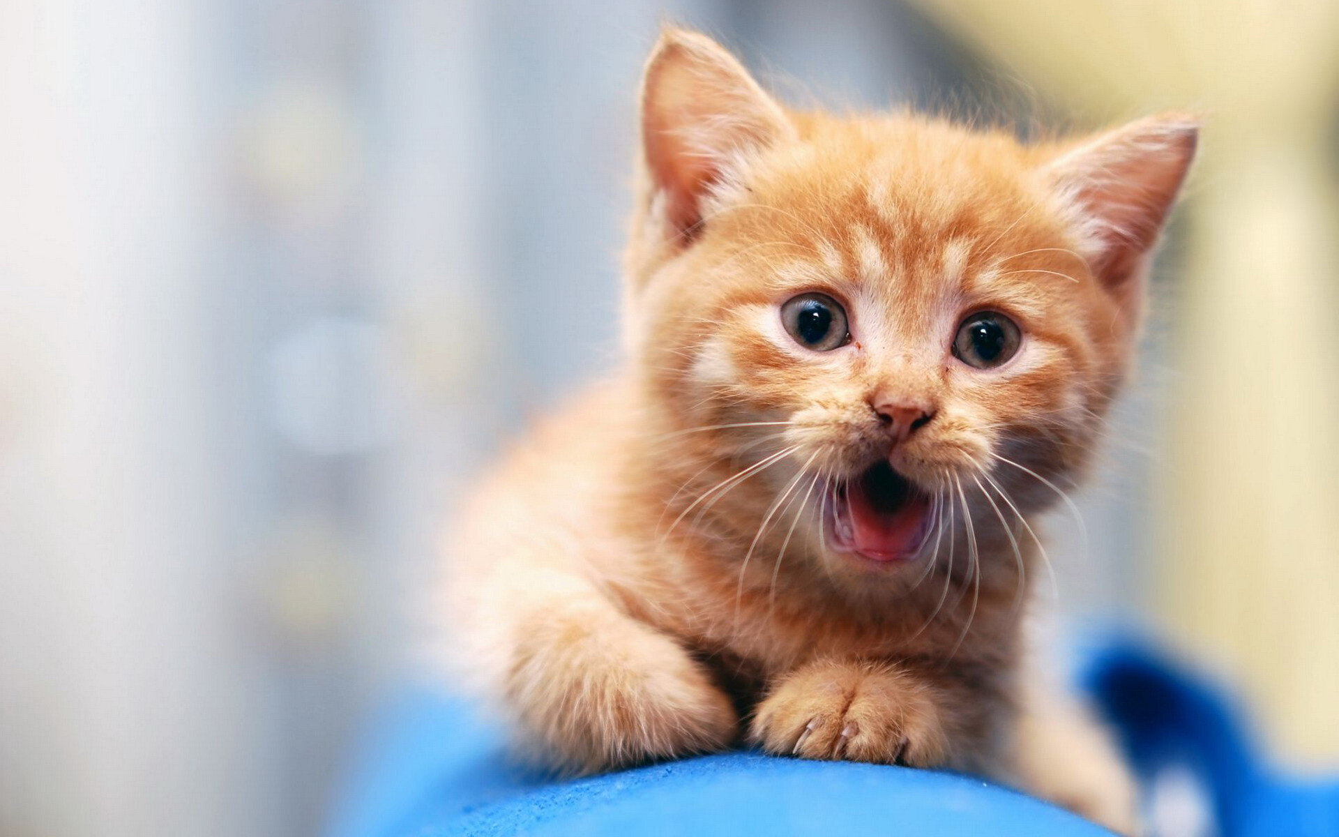 Orange tabby kitten meowing, Paws on blue cushion, Blue bokeh Orange tabby kitten meowing, Paws on blue cushion, Blue bokeh — 1920×1200 HD wallpaper