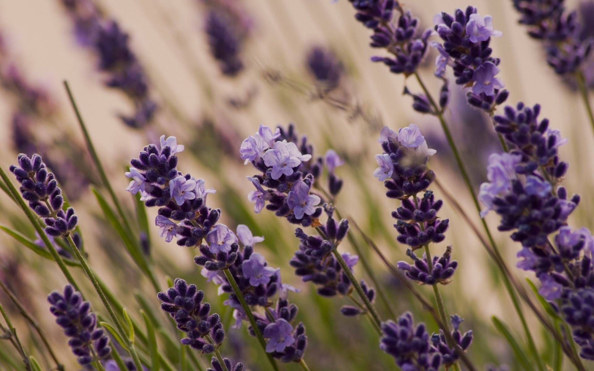 Lavender flower spikes, Purple blossoms closeup, Blurred golden field Lavender flower spikes, Purple blossoms closeup, Blurred golden field — 1920×1200 HD wallpaper