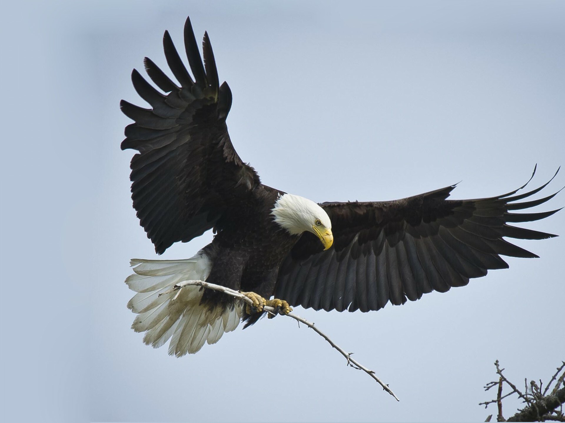 Bald eagle landing, Talons gripping branch, Spread wings Bald eagle landing, Talons gripping branch, Spread wings — 1920×1440 HD wallpaper