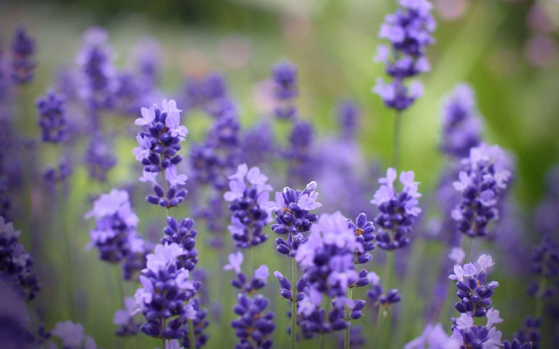 English lavender flower spikes, Green garden bokeh, Purple violet blossoms English lavender flower spikes, Green garden bokeh, Purple violet blossoms — 1920×1200 HD wallpaper