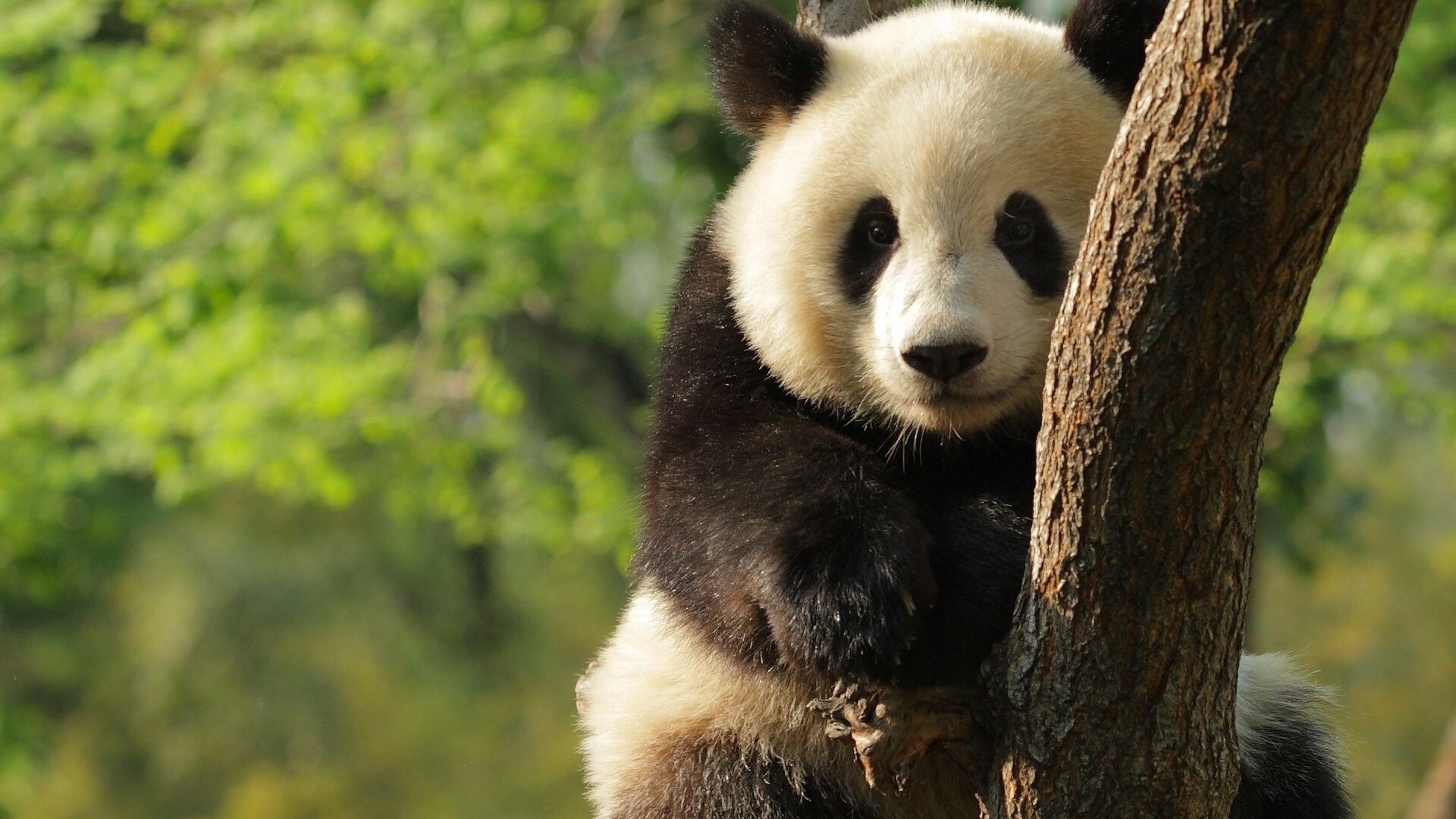 Giant panda cub, Tree trunk climb, Blurred green foliage Giant panda cub, Tree trunk climb, Blurred green foliage — 1920×1080 HD wallpaper