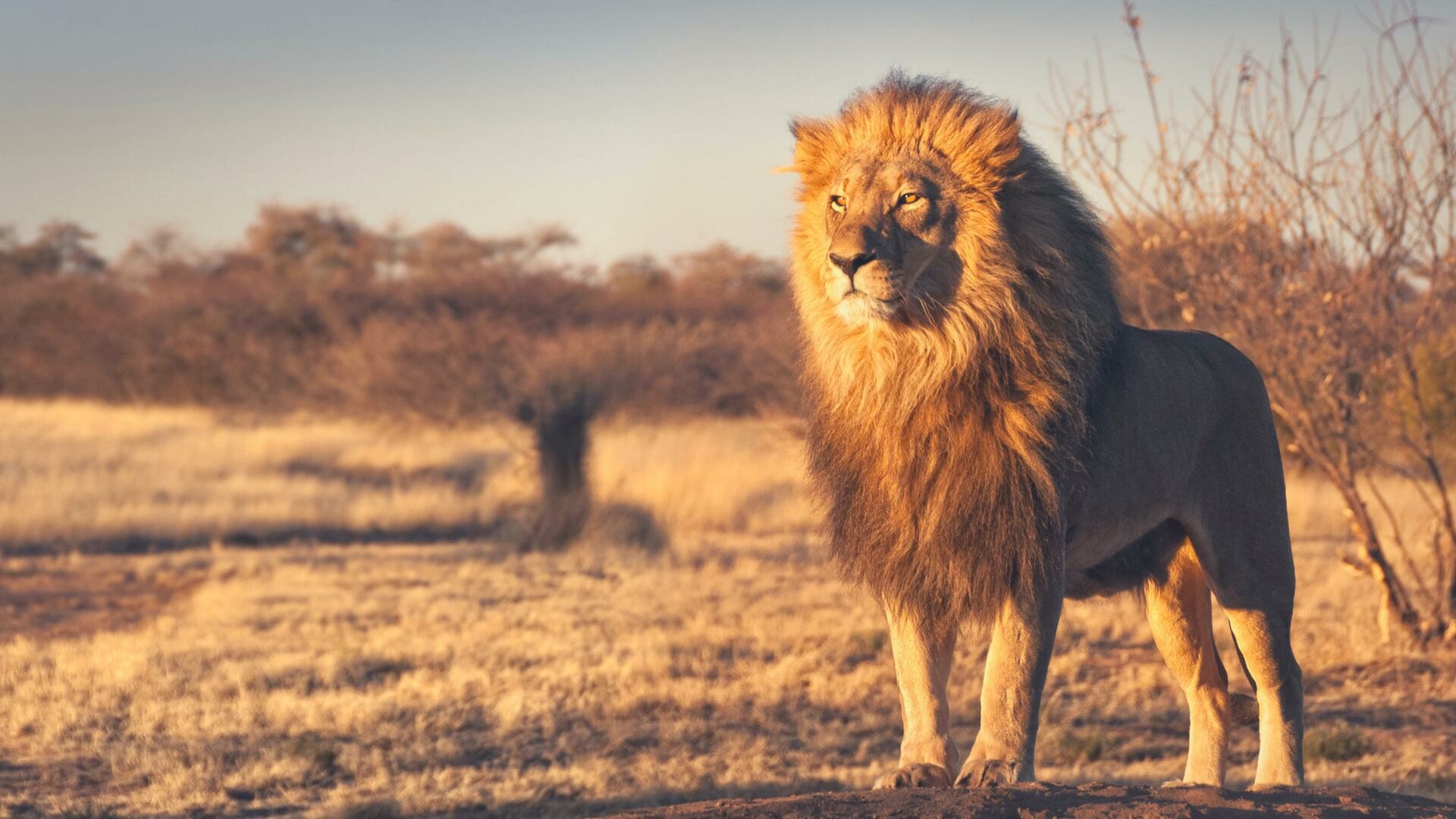 Male lion standing, Dry savanna bushland, Golden hour light Male lion standing, Dry savanna bushland, Golden hour light — 1920×1080 HD wallpaper