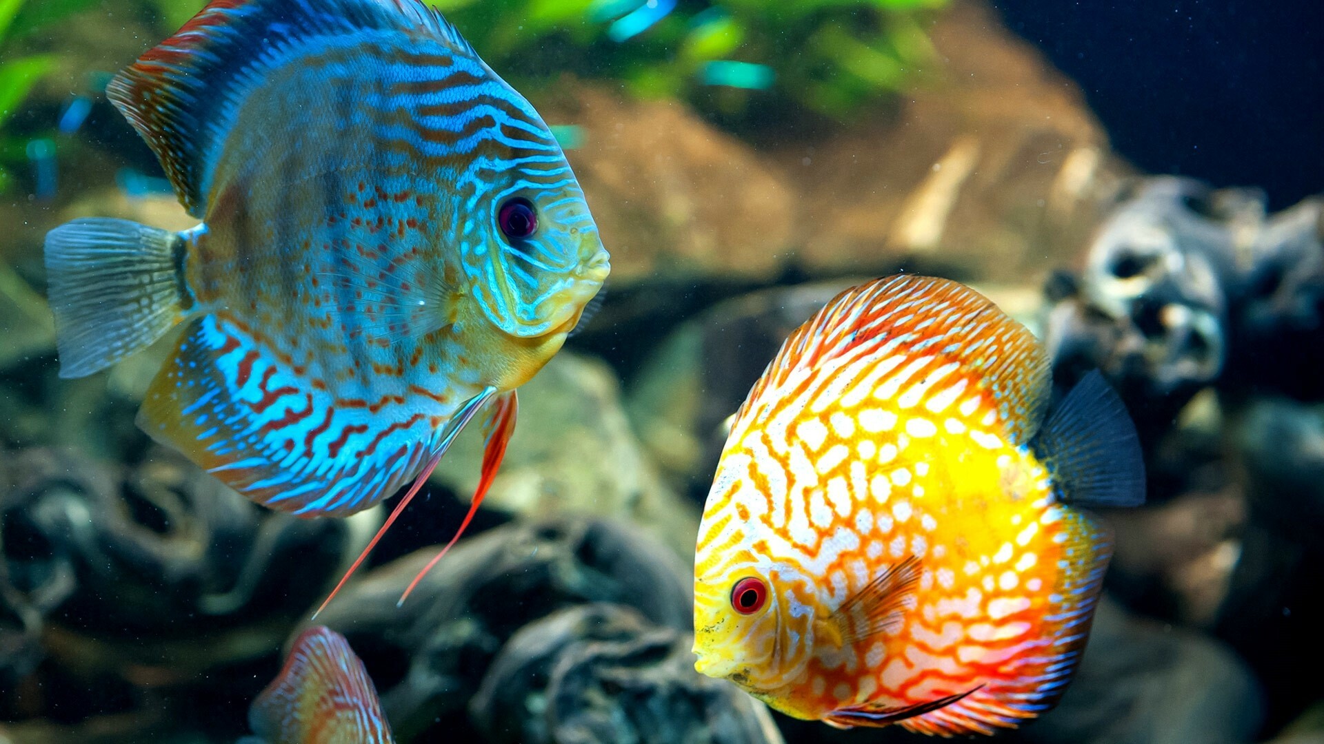 Blue turquoise discus fish, Orange pigeon blood discus, Planted aquarium driftwood — 1920×1080 HD wallpaper
