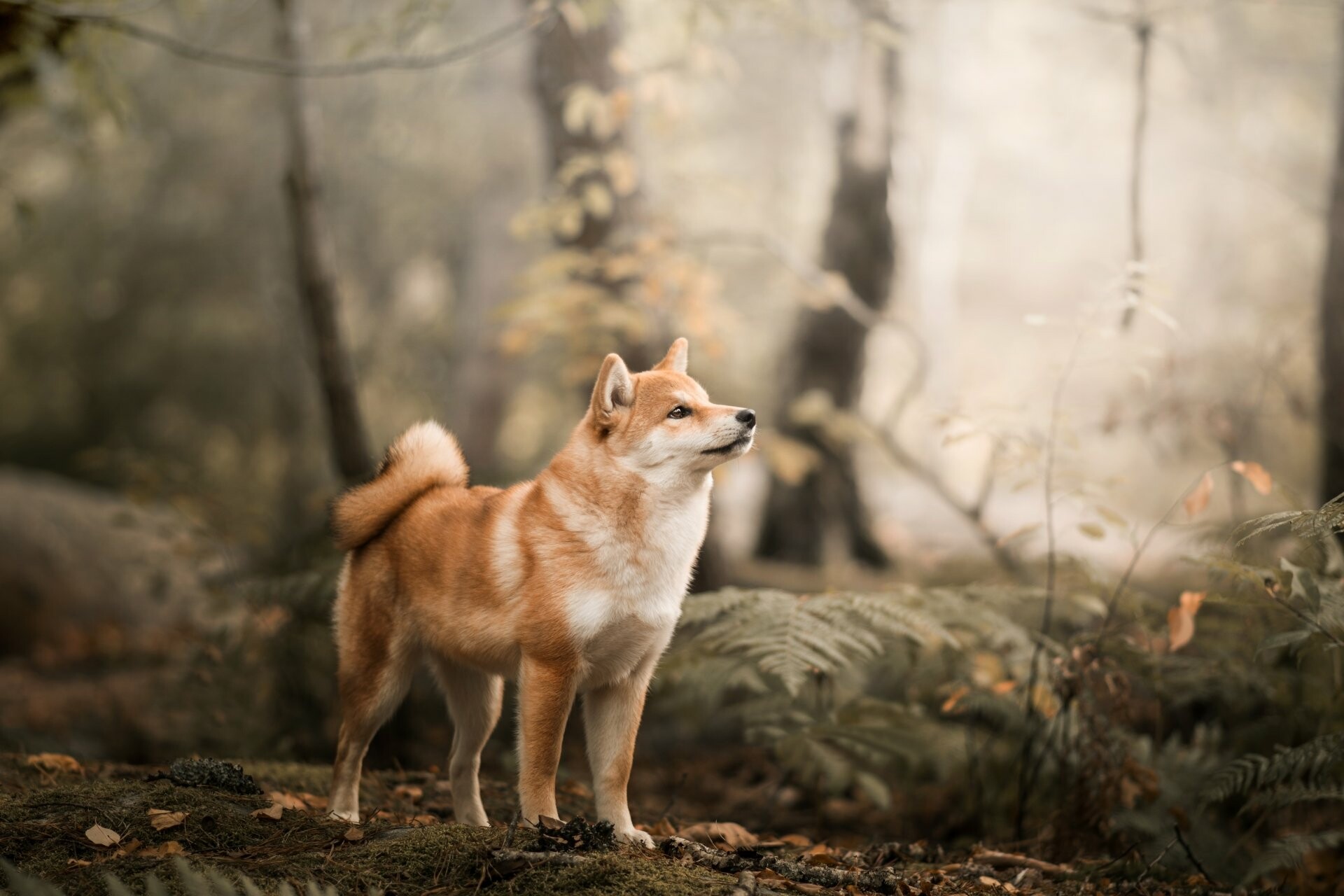 Red sesame Shiba Inu, Misty autumn forest, Ferns and fallen leaves Red sesame Shiba Inu, Misty autumn forest, Ferns and fallen leaves — 1920×1280 HD wallpaper
