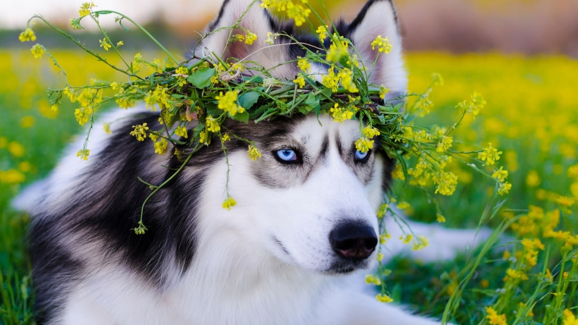Siberian Husky blue eyes, Yellow flower crown, Mustard flower field Siberian Husky blue eyes, Yellow flower crown, Mustard flower field — 1920×1080 HD wallpaper