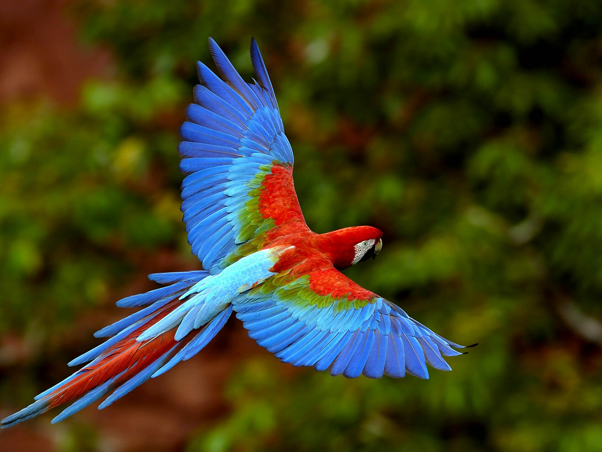 Red-and-green macaw, Spread wings flight, Blurred jungle foliage Red-and-green macaw, Spread wings flight, Blurred jungle foliage — 1920×1440 HD wallpaper