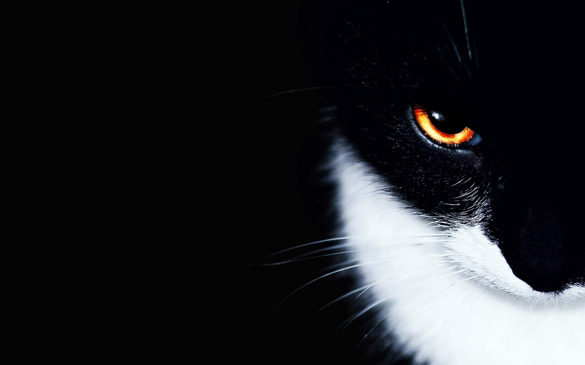 Black-and-white tuxedo cat, Glowing amber eye, Dark shadowed profile Black-and-white tuxedo cat, Glowing amber eye, Dark shadowed profile — 1920×1200 HD wallpaper