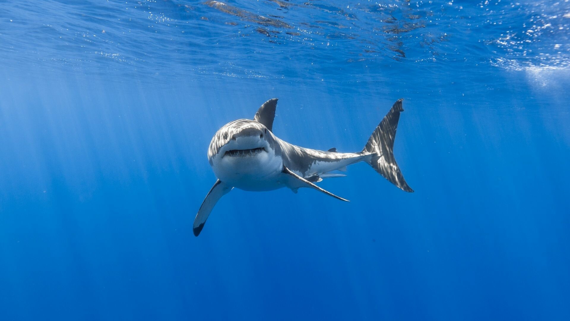 Great white shark, Underwater sunlight rays, Deep blue ocean Great white shark, Underwater sunlight rays, Deep blue ocean — 1920×1080 HD wallpaper