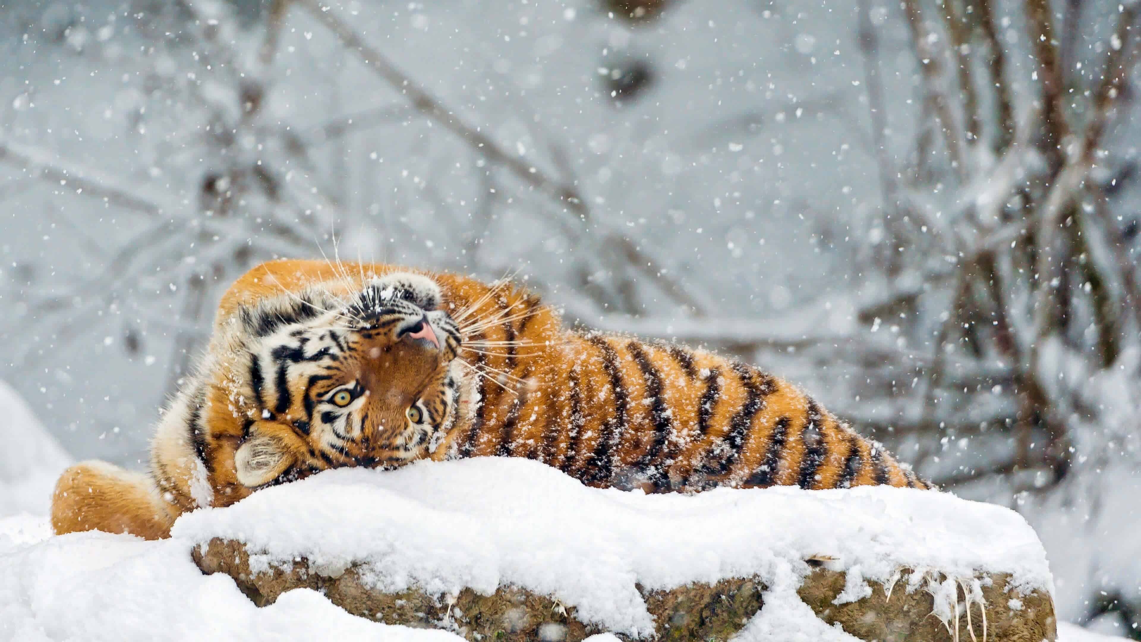 Tiger cub rolling, Snowy winter ground, Falling snowflakes Tiger cub rolling, Snowy winter ground, Falling snowflakes — 3840×2160 HD wallpaper