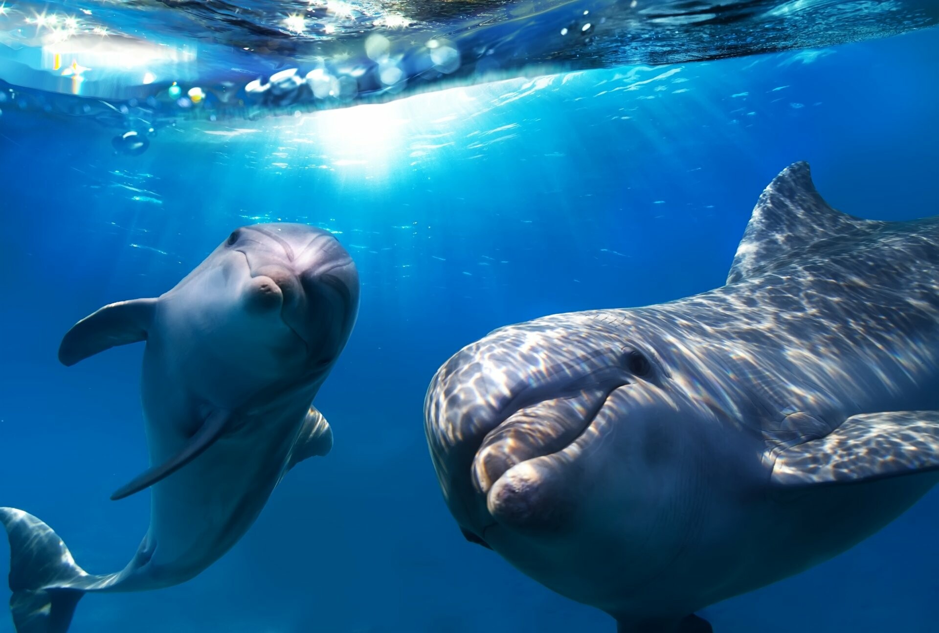 Underwater, Dolphins Wallpaper, HD Desktop Underwater, Dolphins Wallpaper, HD Desktop — 1920×1294 HD wallpaper