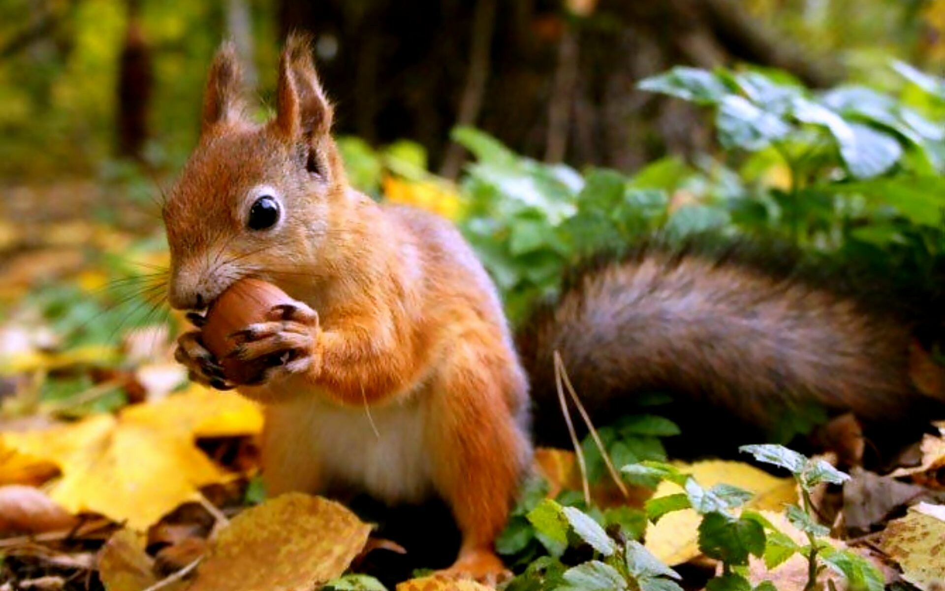 Red squirrel holding nut, Autumn forest floor leaves, Bushy tail tufted ears Red squirrel holding nut, Autumn forest floor leaves, Bushy tail tufted ears — 1920×1200 HD wallpaper